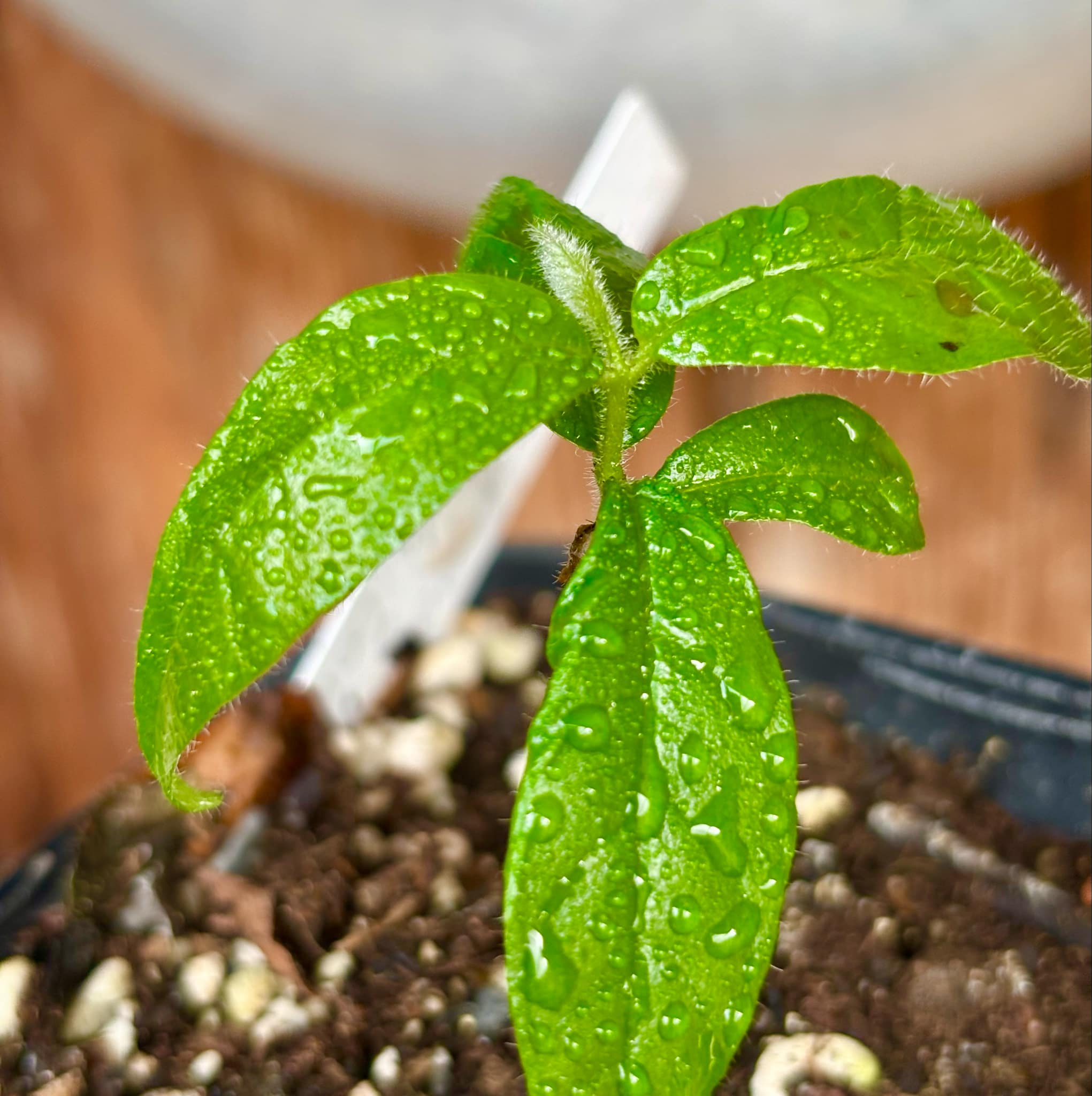 Campomanesia sp Sul da Bahia Super - 1 small potted seedling / 1 kleiner, getopfter Sämling