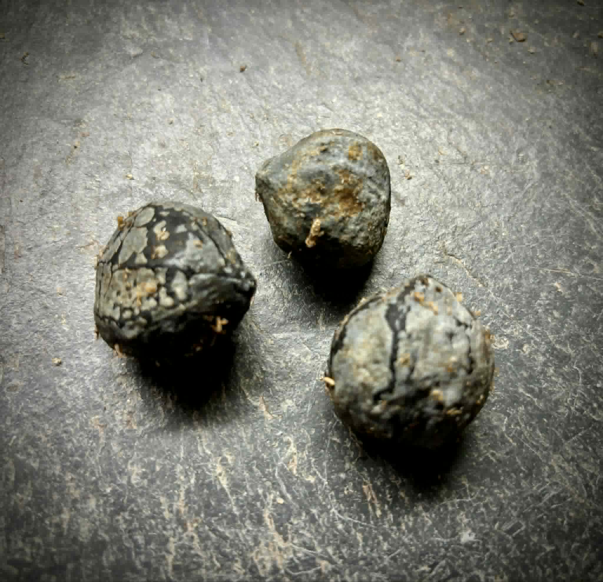 Candlenut (Aleurites moluccanus) -  1 fresh seed / 1 frischer Samen