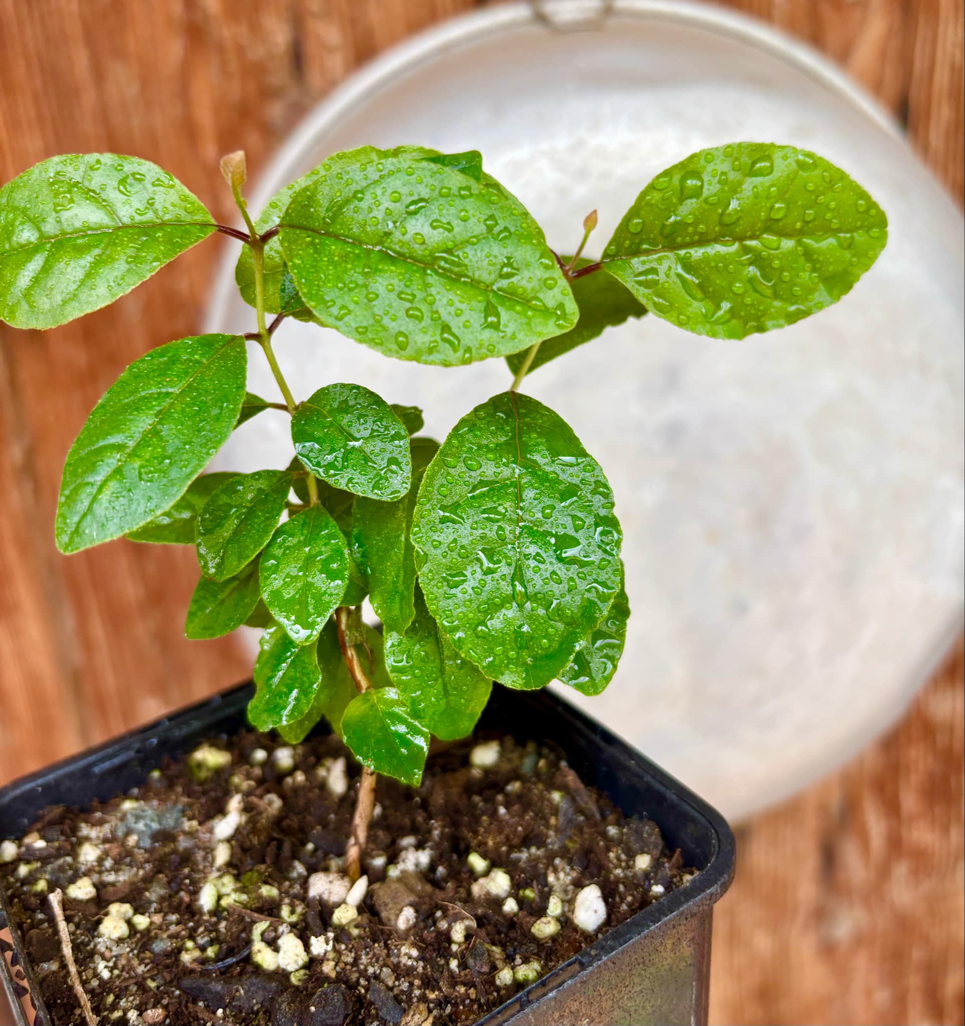 Campomanesia xanthocarpa var. littoralis - 1 small potted seedling / 1 kleiner, getopfter Sämling