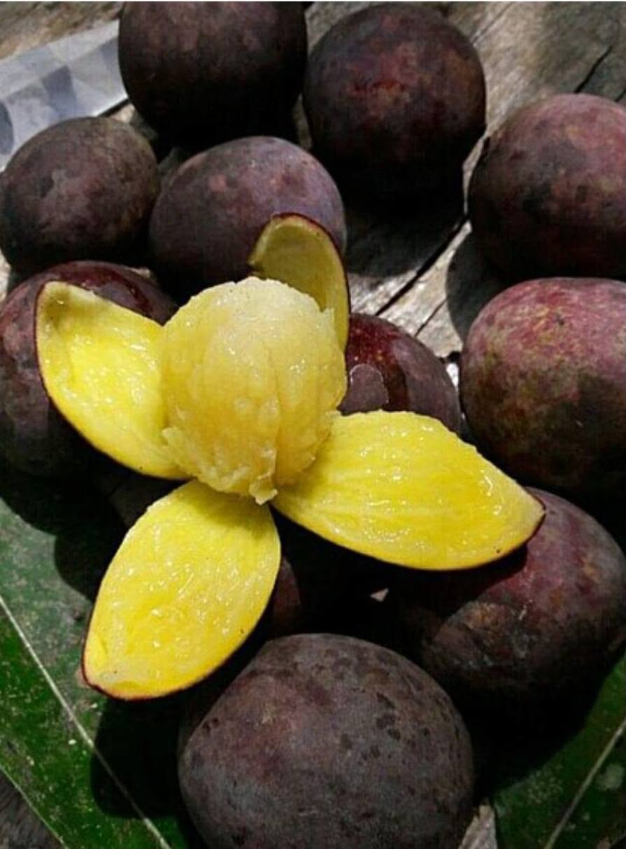 Mangifera quadrifida - 1 fresh seed / 1 frischer Samen