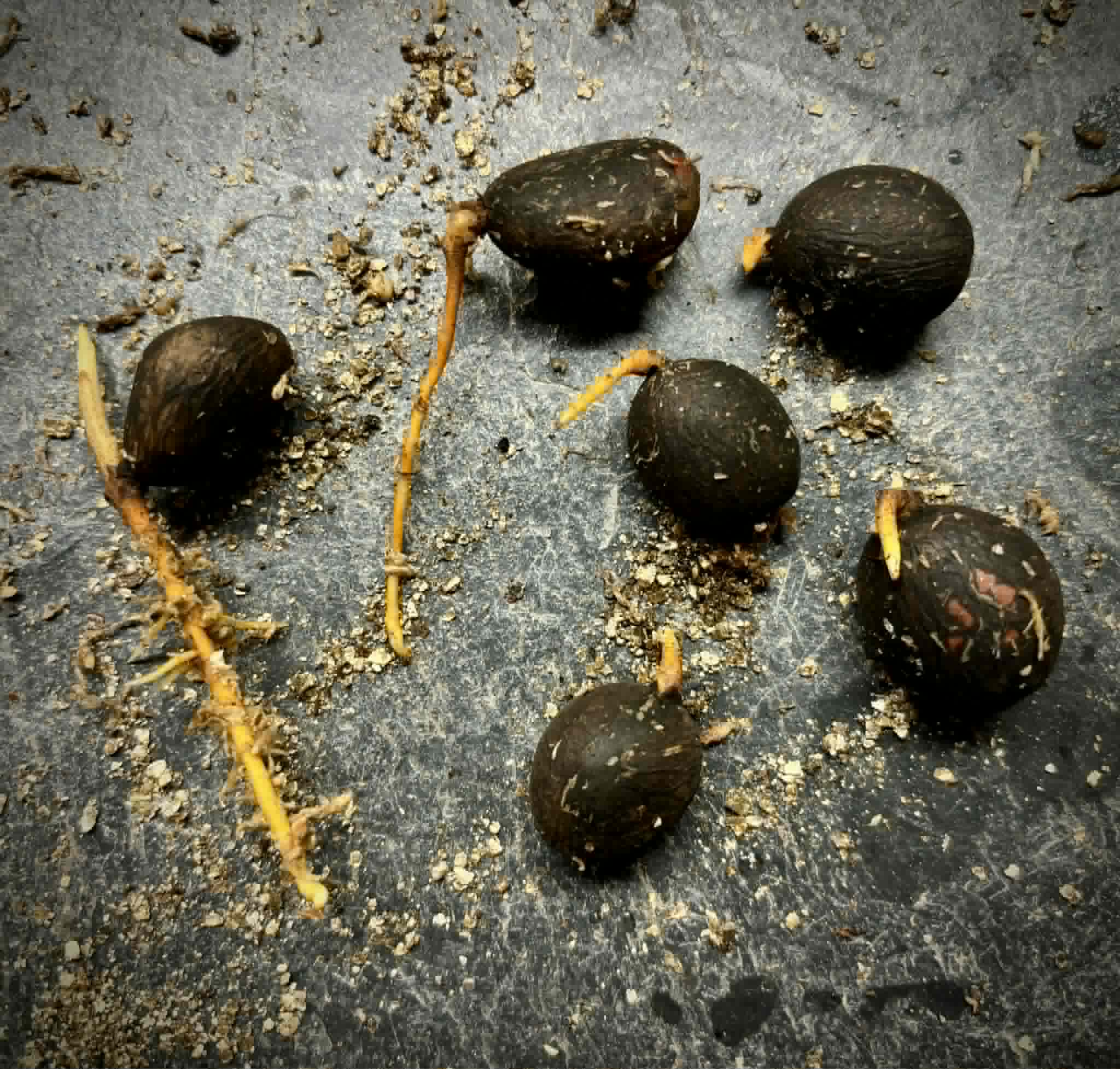 Gogo (Salacia macrophylla) - 1 germinated seed / 1 gekeimter Samen