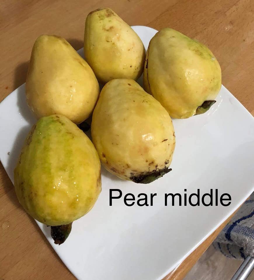 Psidium guajava - Pear middle  - 1 small potted seedling / 1 kleiner, getopfter Sämling