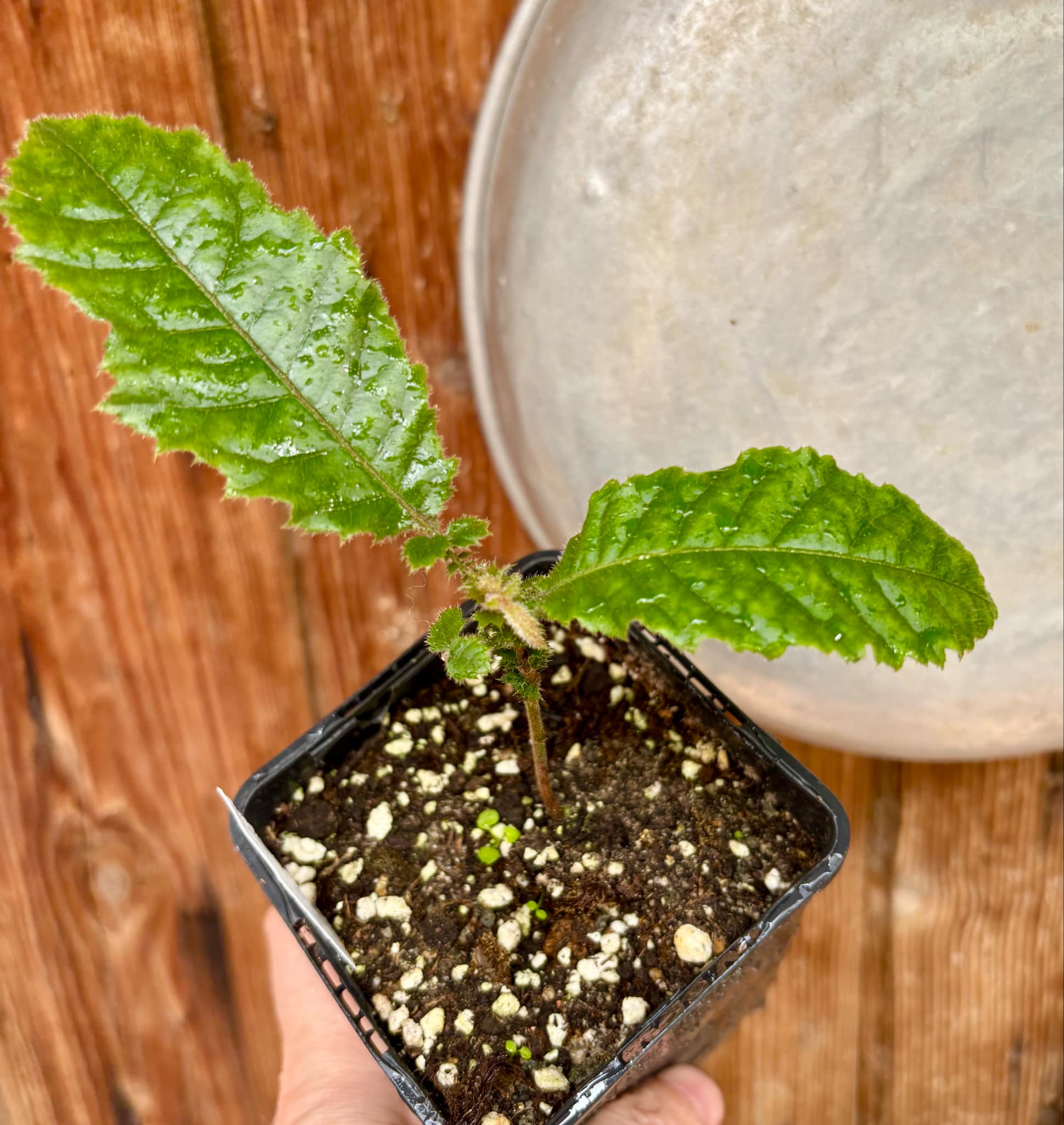 Davidson Plum (Davidsonia jerseyana) - 1 potted plant / 1 getopfte Pflanze