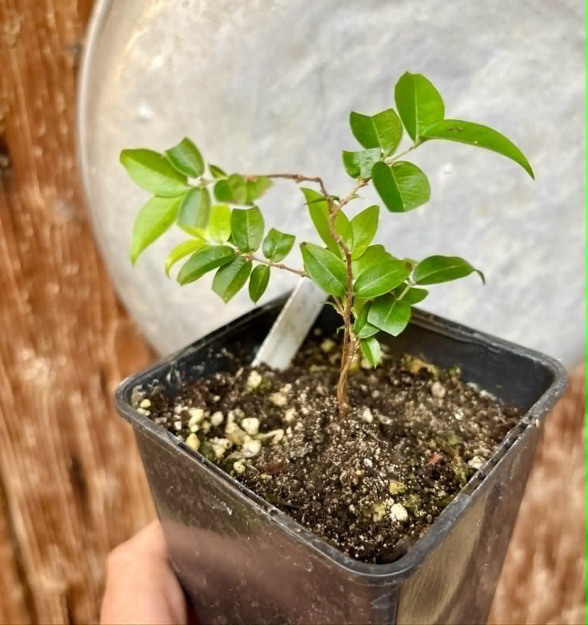 Plinia sp Cruz de Diamantina - 1 potted plant/ 1 getopfte Pflanze