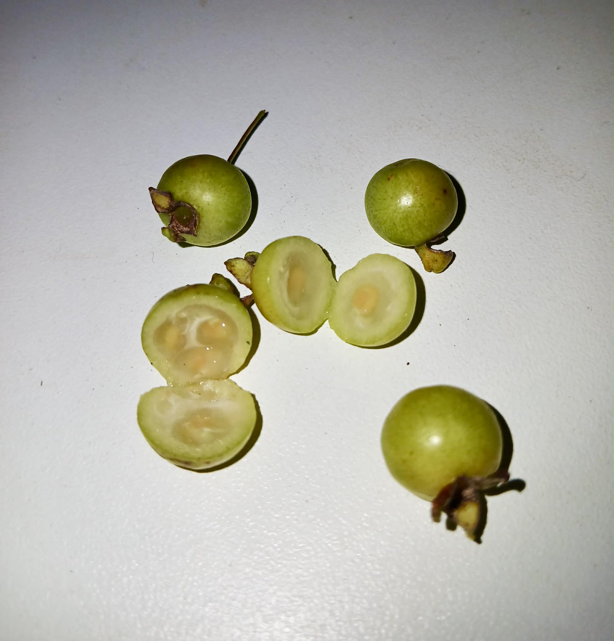Psidium aff. schenckianum Caetité Bahia  - 1 germinated seed / 1 gekeimter Samen