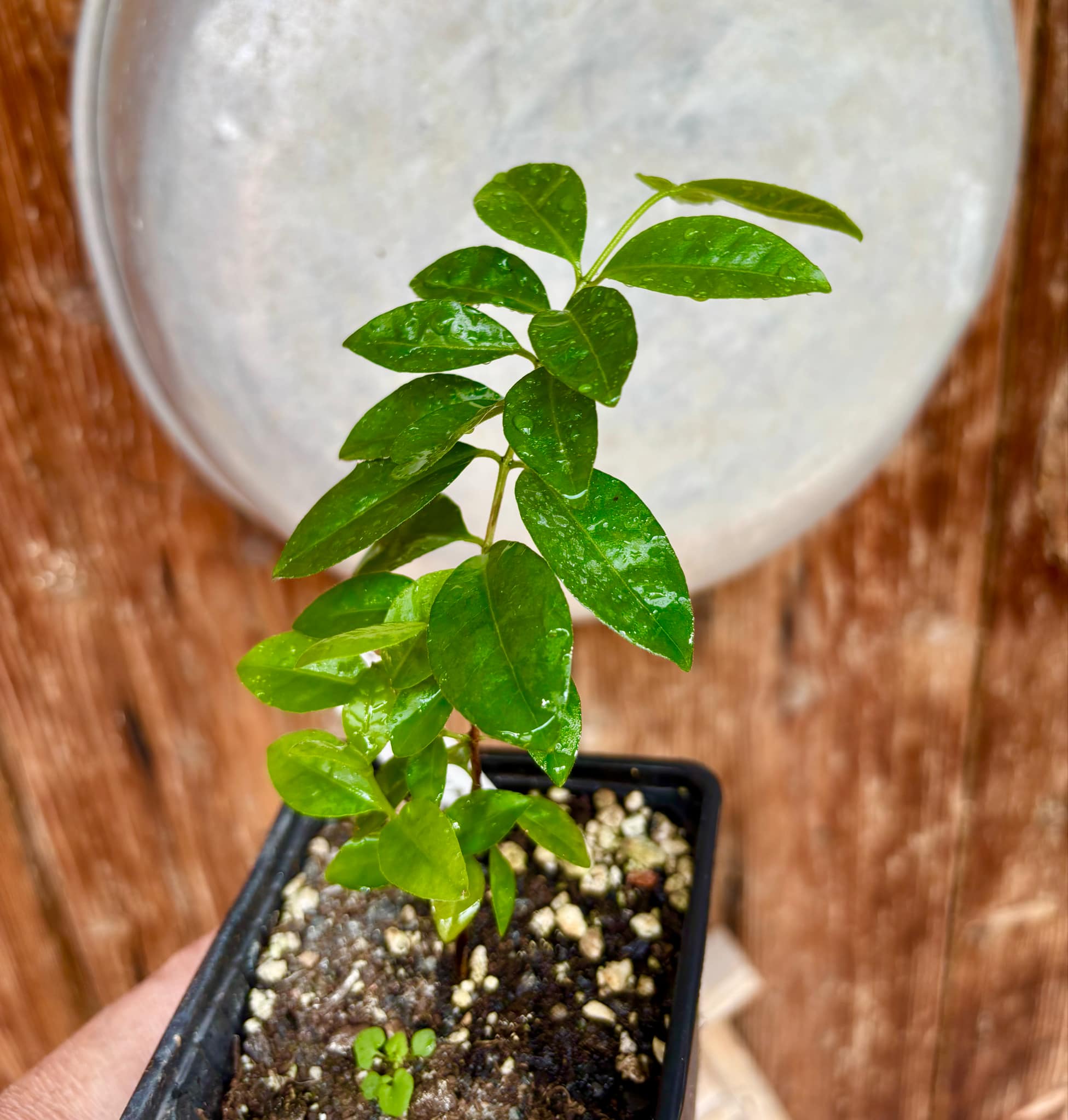 Purple Forest Guave - Psidium myrtoides  - 1 small potted seedling / 1 kleiner, getopfter Sämling