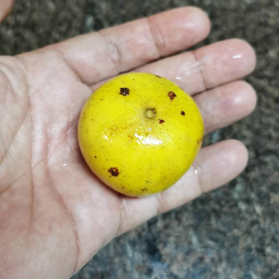 Campomanesia lineatifolia - Rare exotic plant - Seltene exotische Pflanze