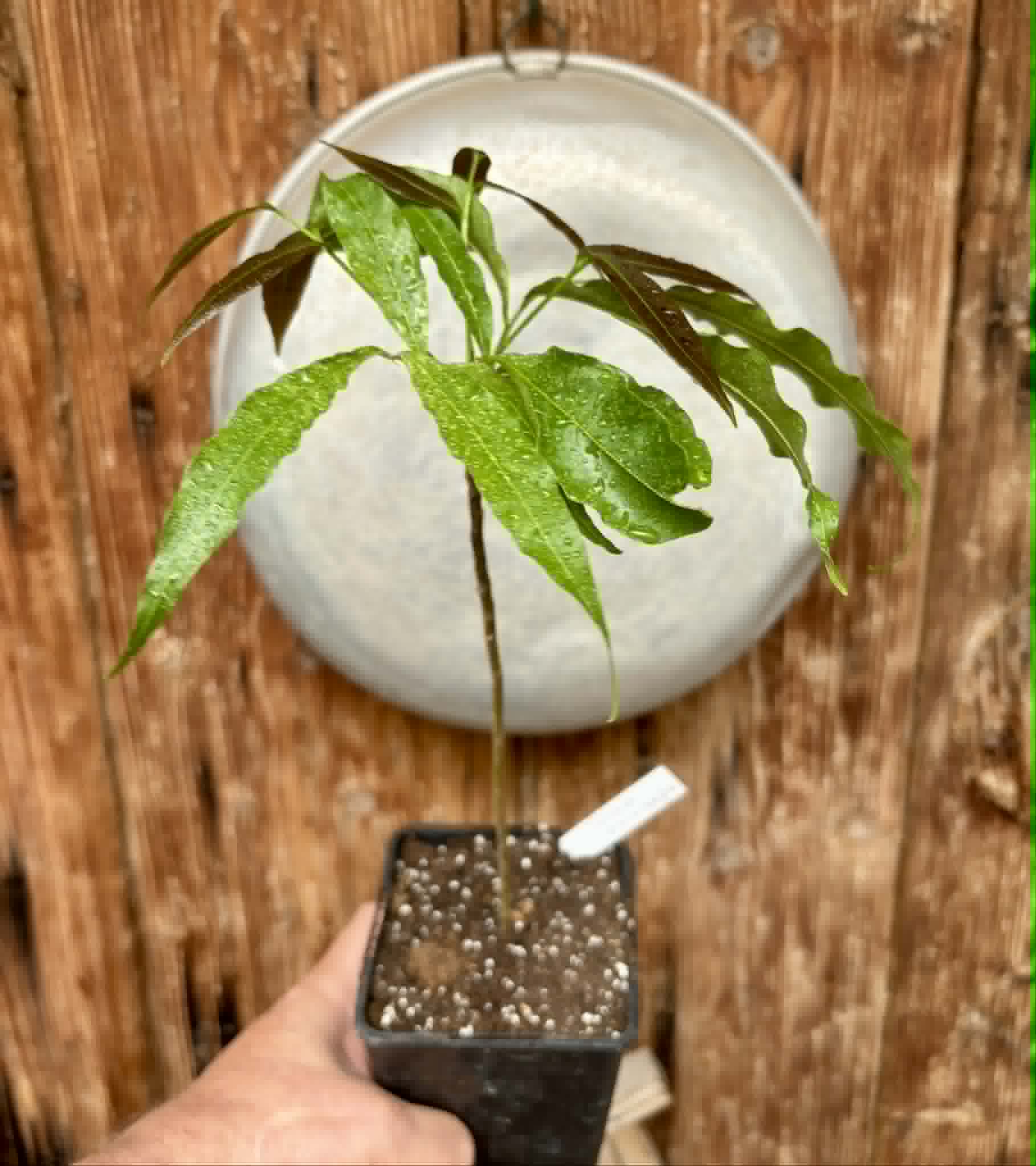Talisia esculenta - Pitomba do Nordeste - 1 potted seedling / 1 getopfter Sämling