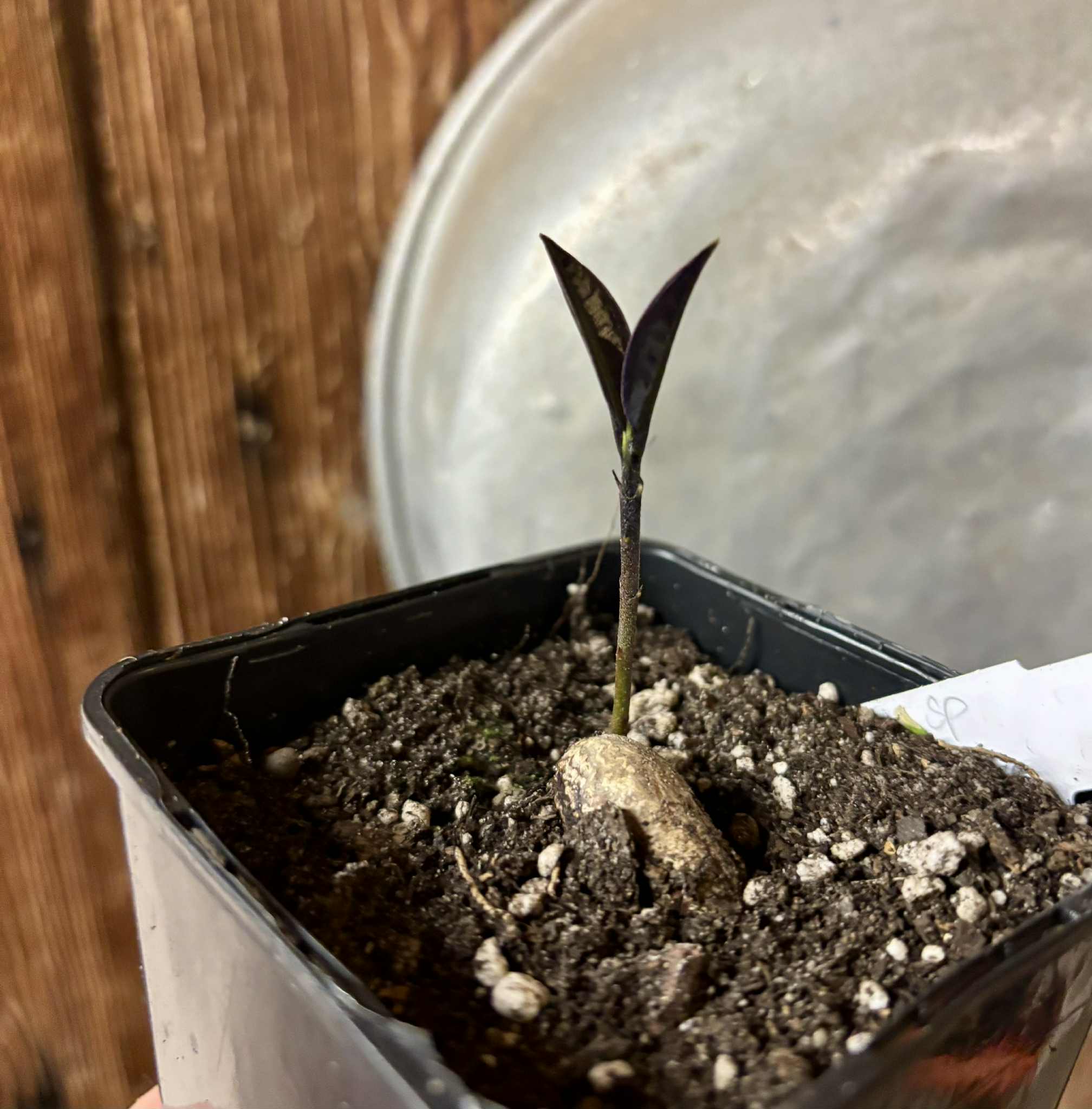 Eugenia sp Essencia negra - 1 potted seedling / 1 getopfter Sämling