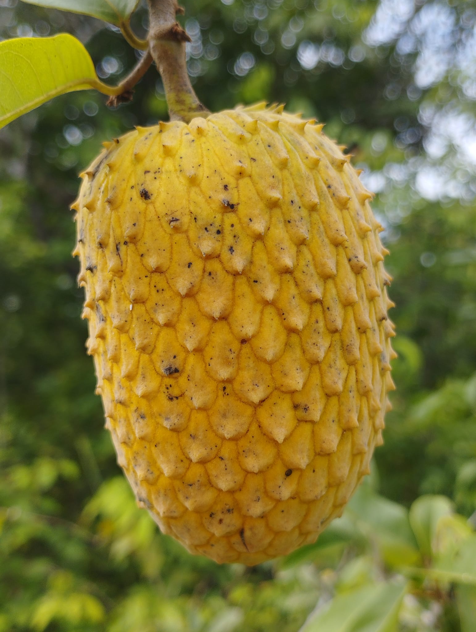 Annona sp. Neles  - 1 potted plant / 1 getopfte Pflanze