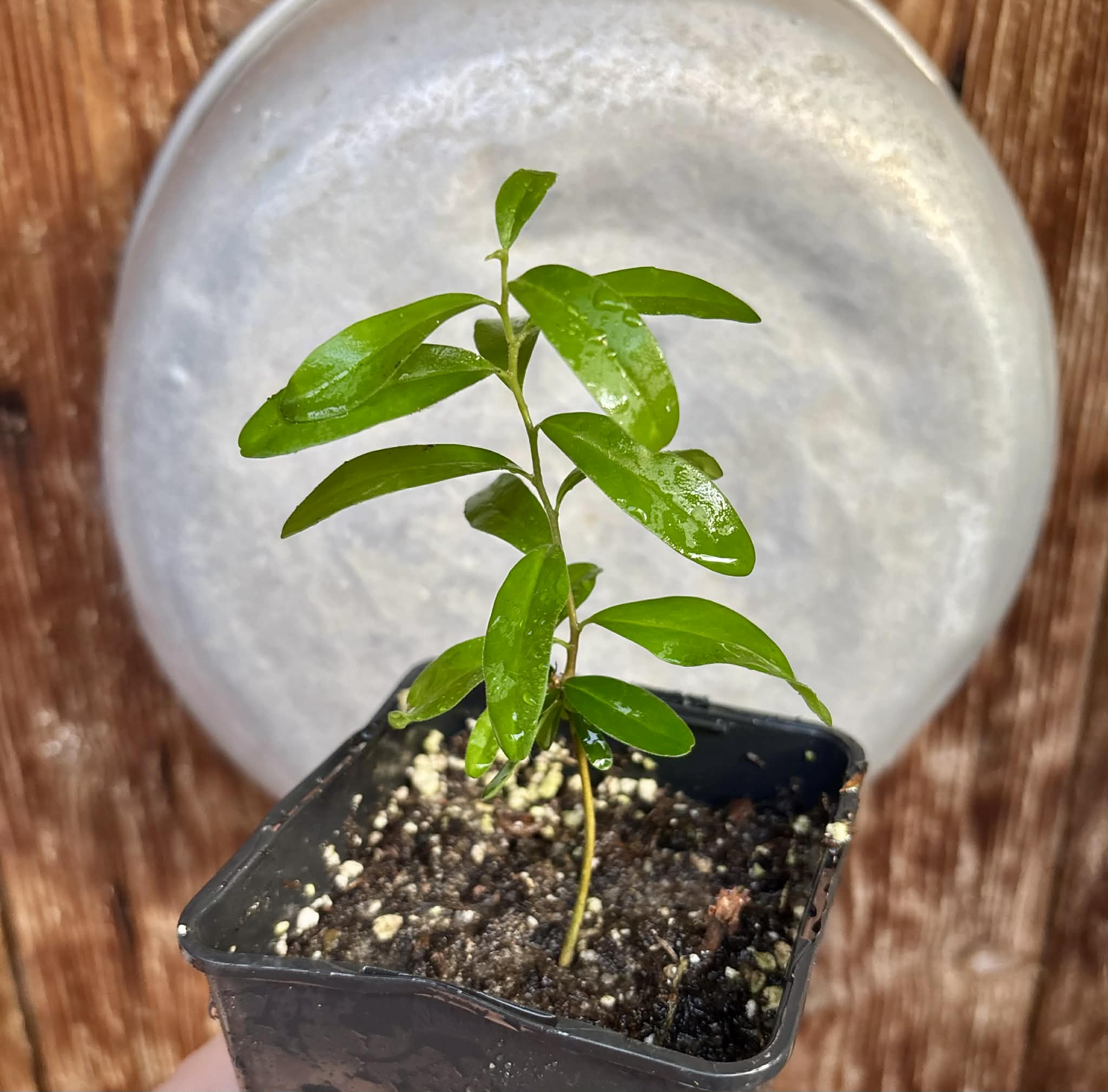 Kei Apple (Dovyalis caffra) - 1 potted plant / 1 getopfte Pflanze