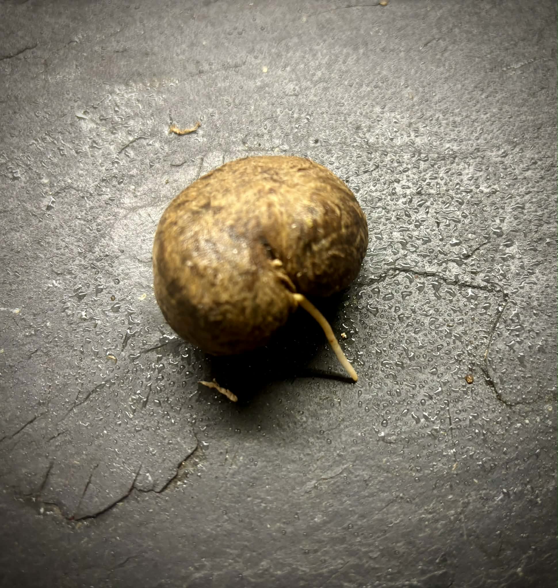 Eugenia sp Plinioides -  1 germinated seed / 1 gekeimter Samen