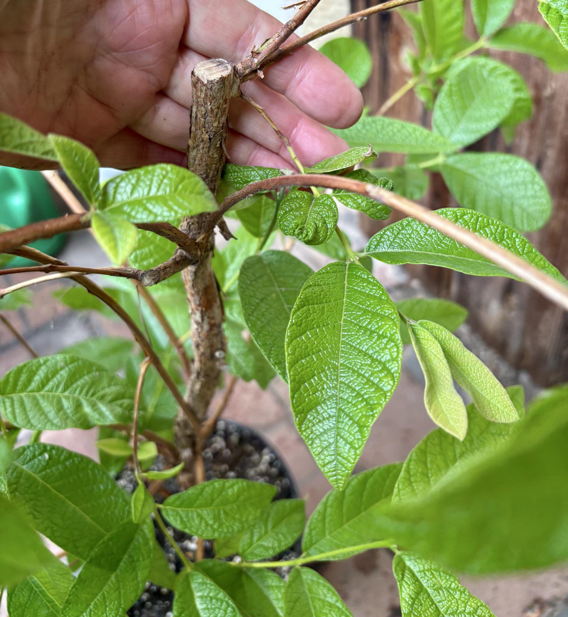 7 years old -  Campomanesia guazumifolia - 1 pottet plant / 1 getopfte Pflanze