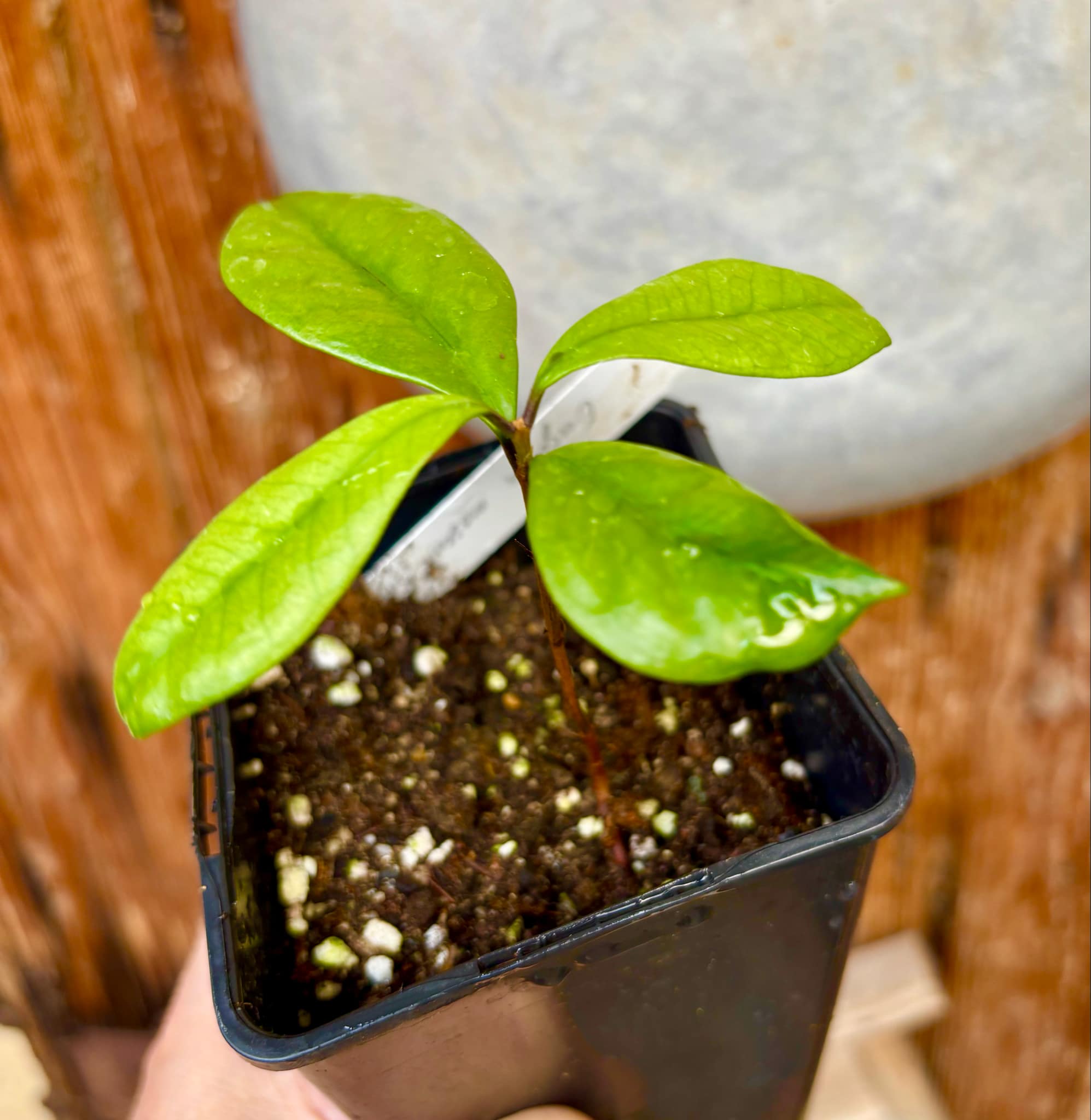 last plant - Eugenia mosenii -  1 small potted seedling / 1 kleiner, getopfter Sämling