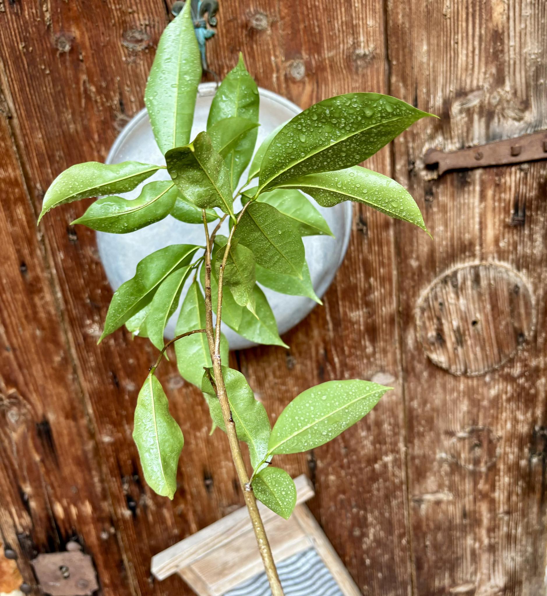 Annona muricata - Soursop / Stachelannone fiberless - 1 potted plant / 1 getopfte Pflanze
