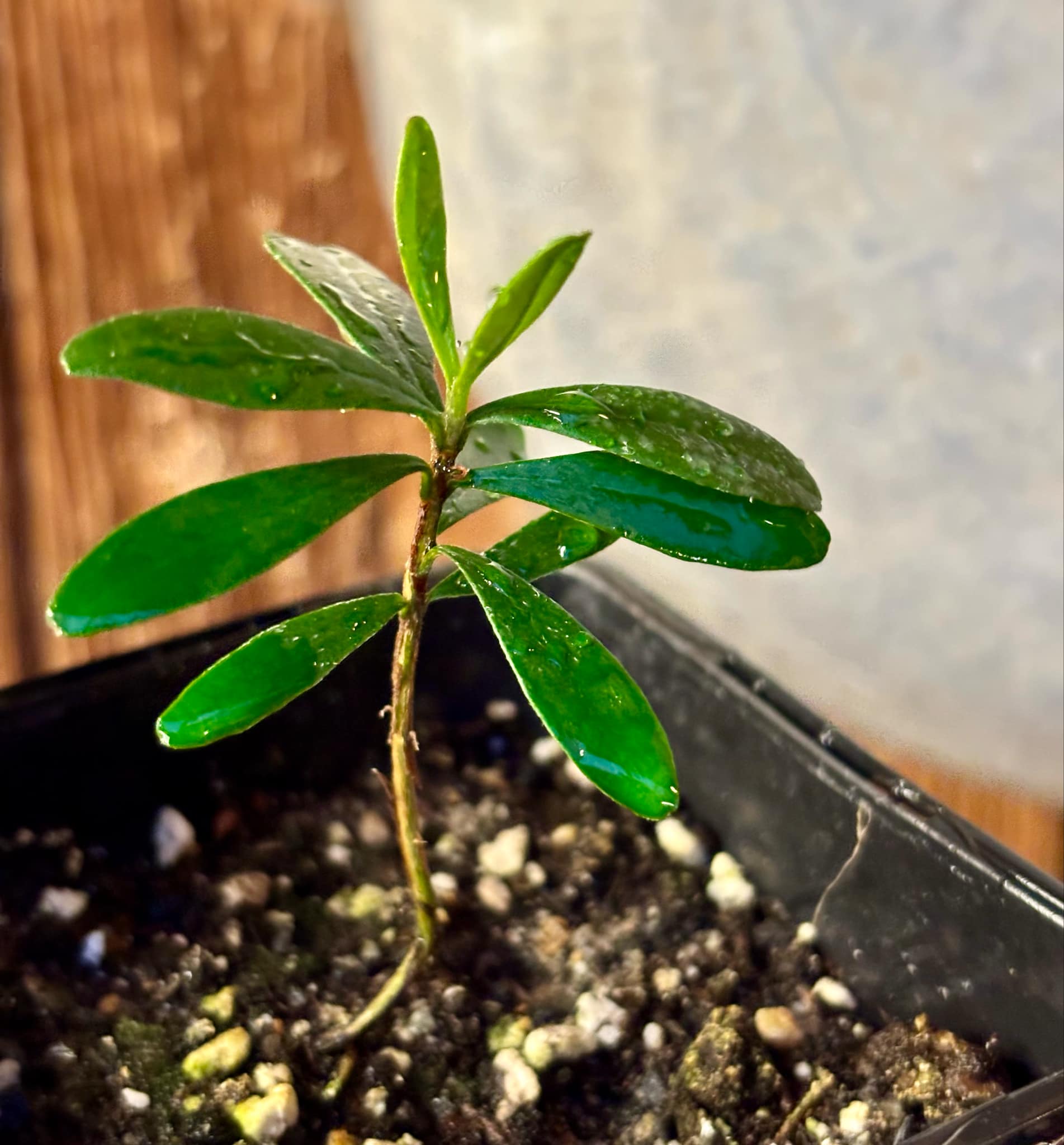 Pitomba (Eugenia luschnathiana) - 1 potted plant / 1 getopfte Pflanze