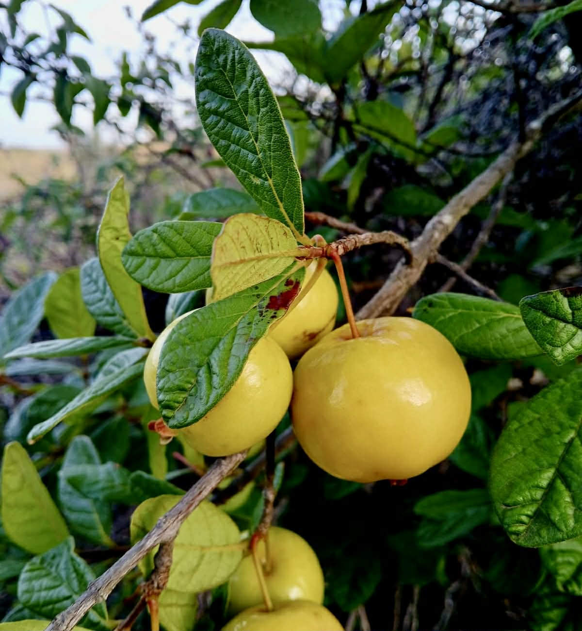 Pre Order - Eugenia duarteana - 1 fresh seed / 1 frischer Samen