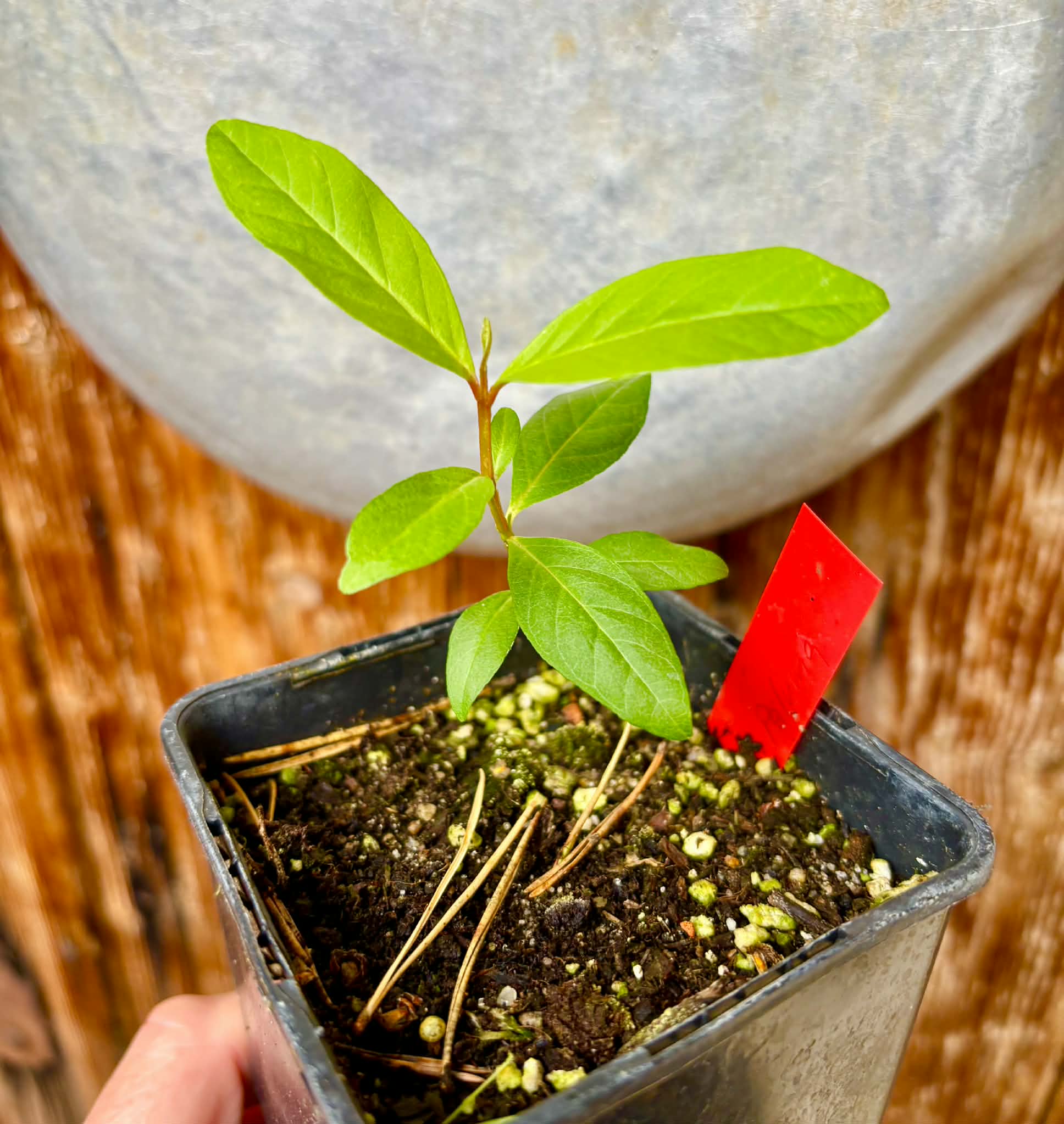 Psidium guajava  "Paluma"  - 1 potted seedling / 1 getopfter Sämling