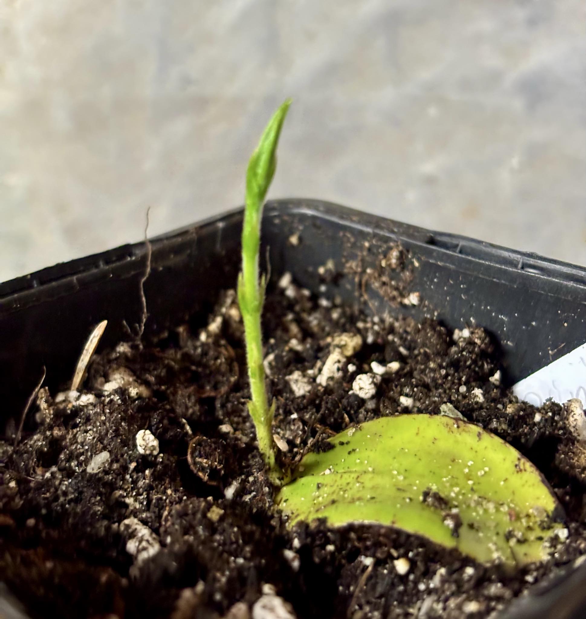 Cambucá-de-calo - (Plinia callosa) -  1 potted seedling / 1 getopfter Sämling