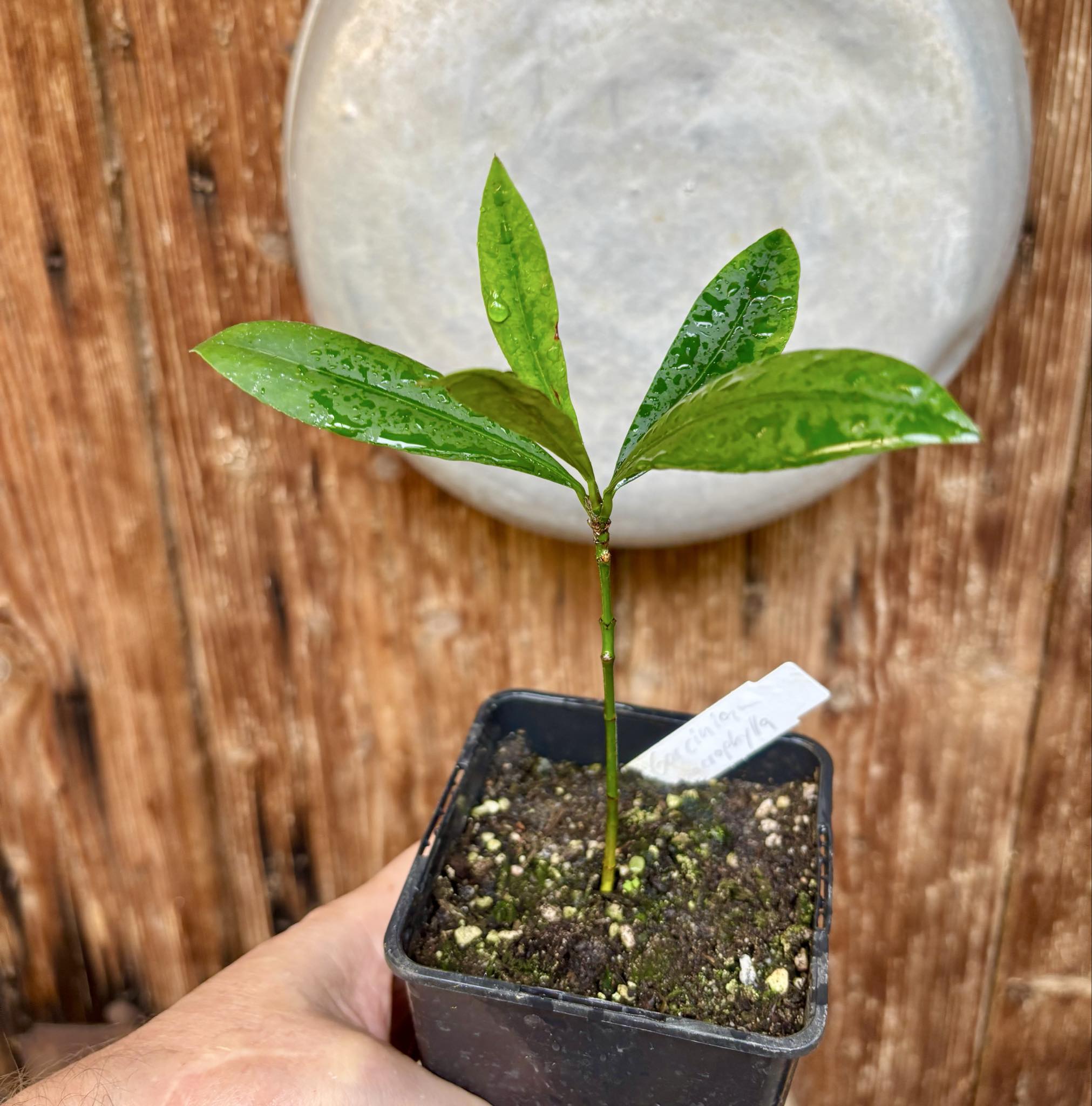 Garcinia macrophylla - 1 potted seedling / 1 getopfter Sämling