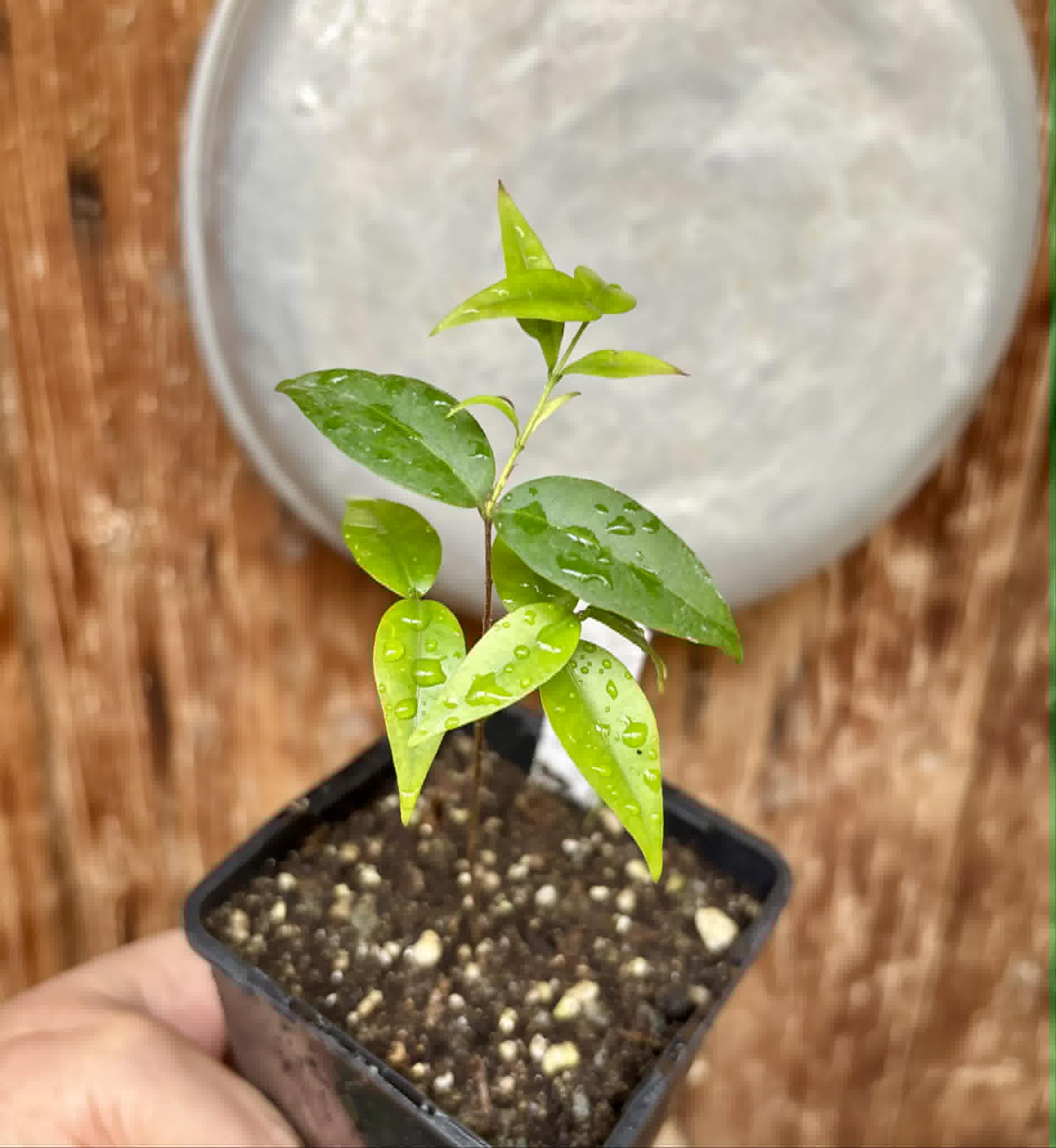Neomitranthes obscura - 1 potted seedling/ 1 getopfter Sämling