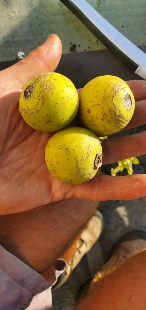 Solanum ochranthum - 1 fresh seed / 1 frischer Samen