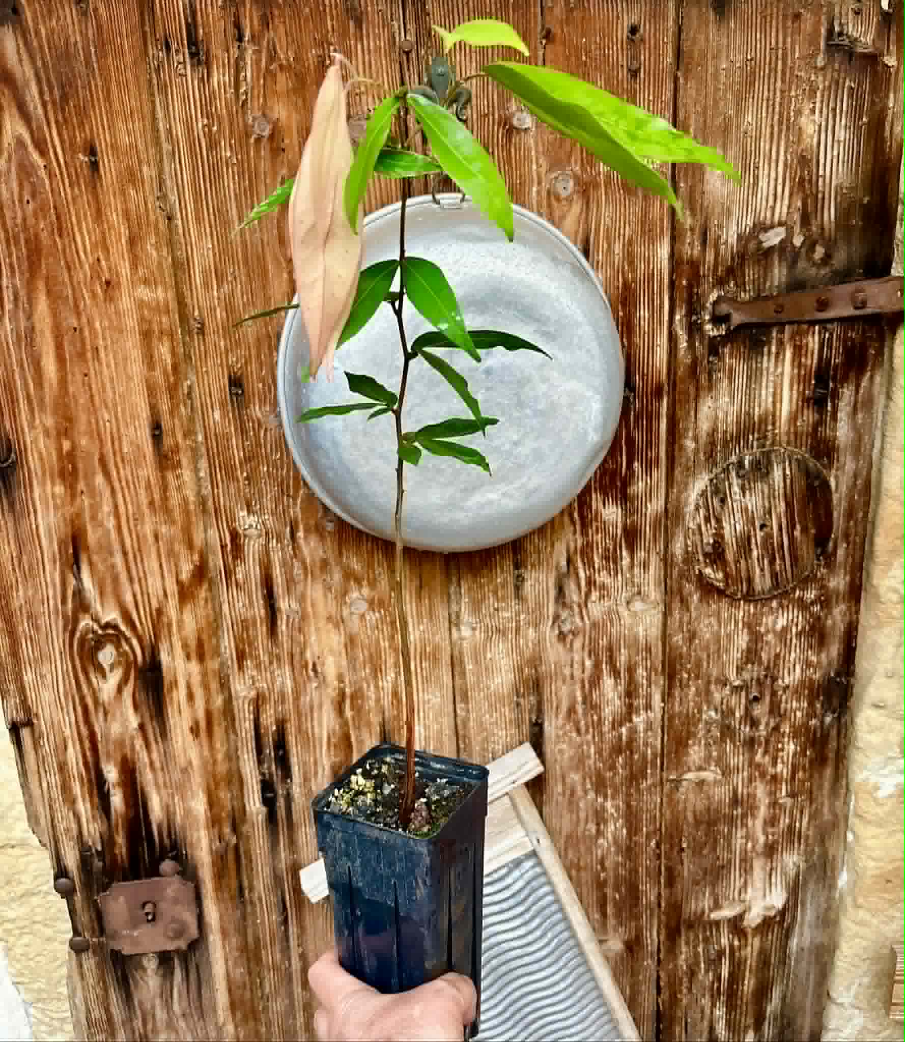 Cynometra malaccensis -  1 potted plant / 1 getopfte Pflanze