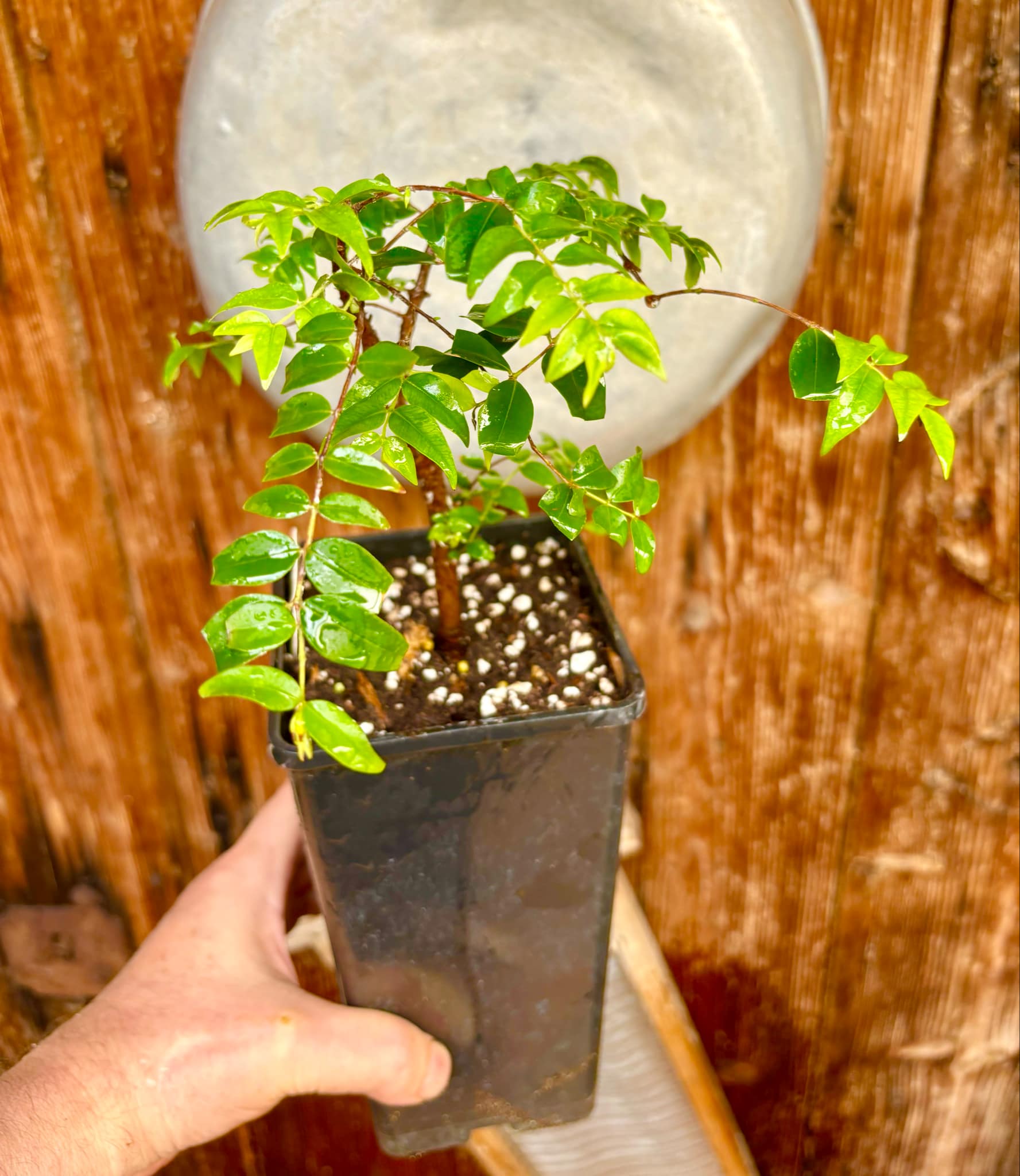 Myrciaria floribunda black - 1 potted plant / 1 getopfte Pflanze Myrciaria floribunda black - 1 potted plant / 1 getopfte Pflanze