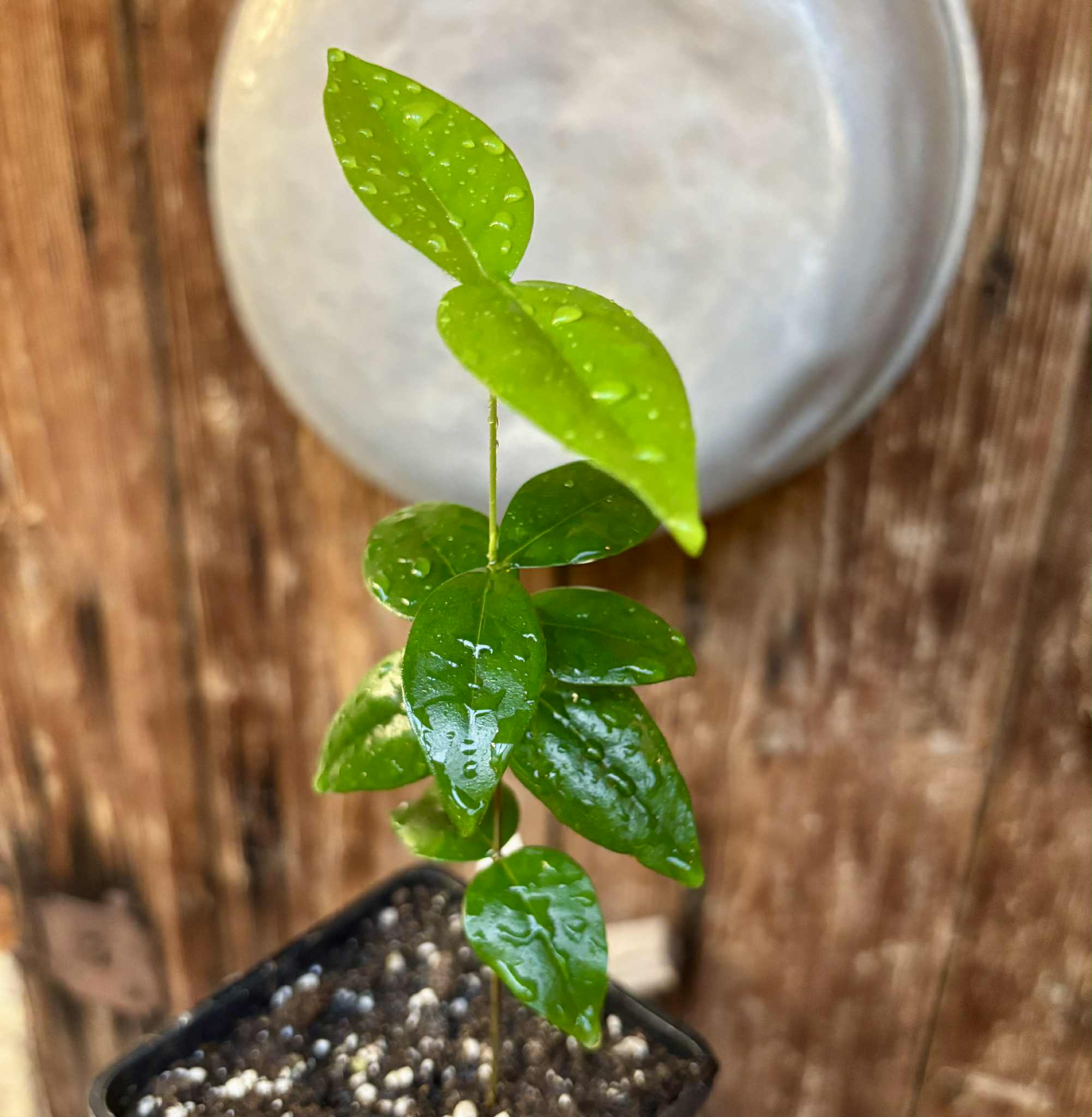 Eugenia uniflora var. Teneriffa  - 1 small potted seedling / 1 kleiner, getopfter Sämling