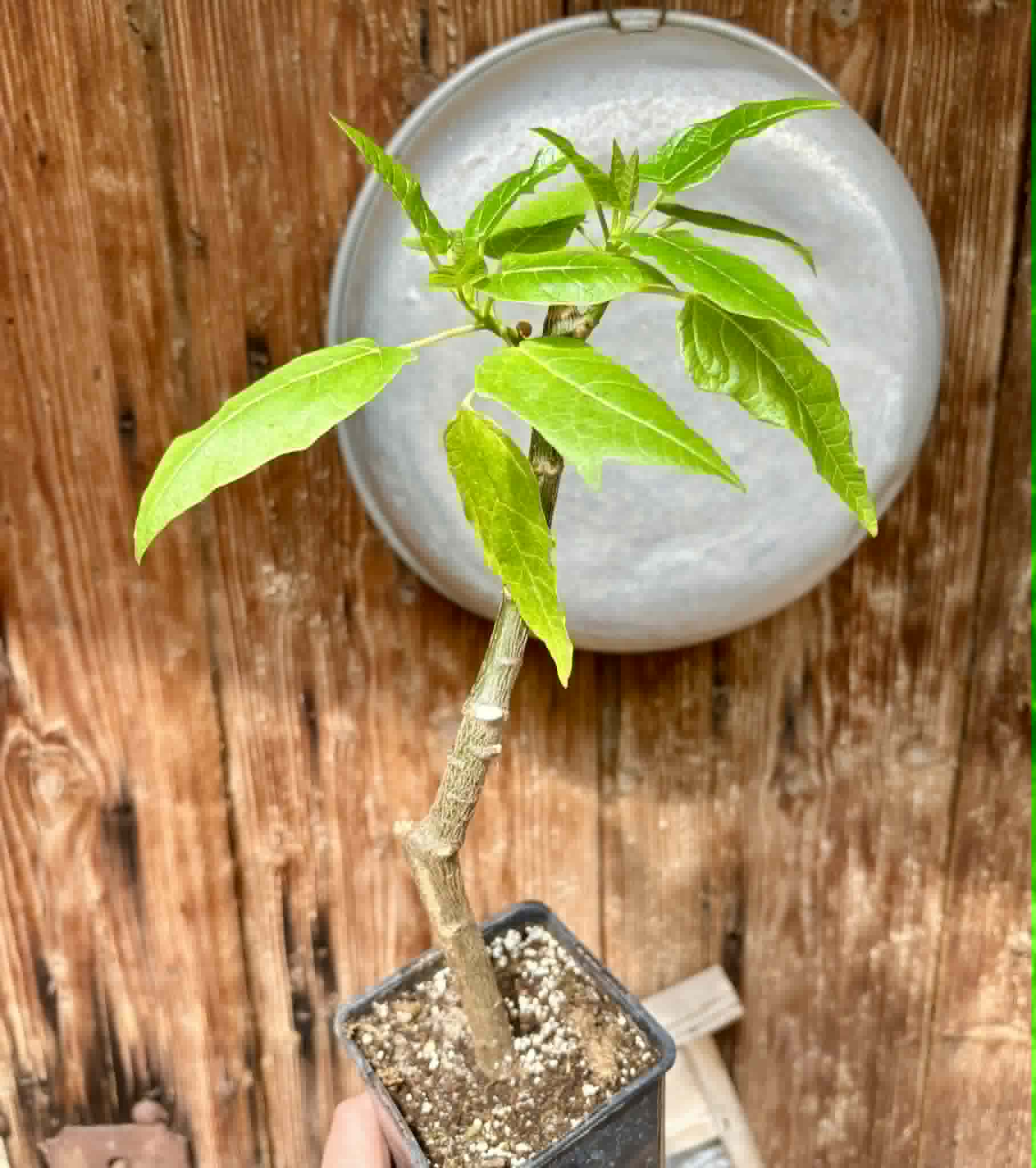 rooted cutting - Oak Leaf Papaya (Vasconcellea quercifolia) - 1 potted plant / 1 getopfte Pflanze