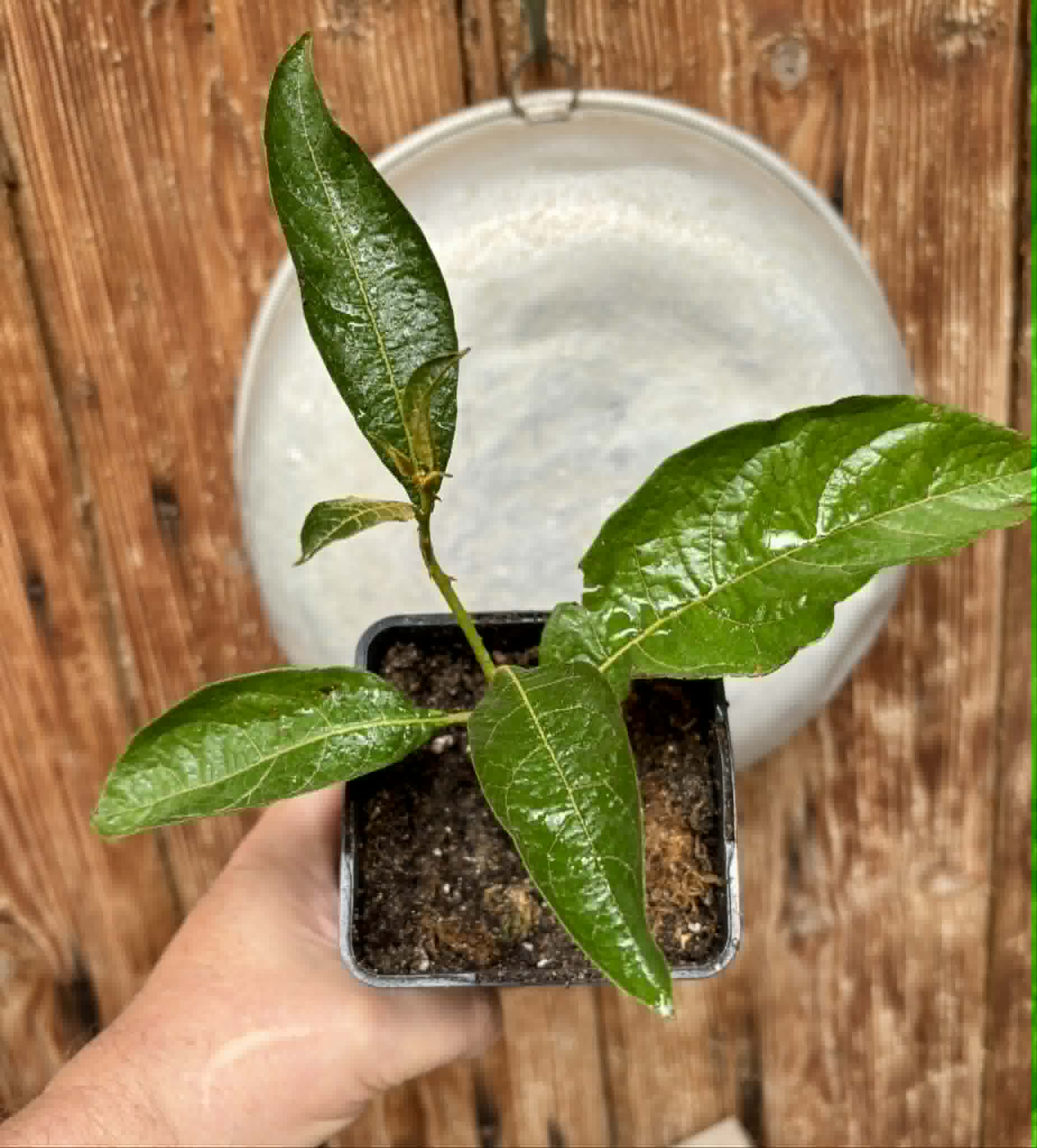 rooted cutting from adult plant - Juá do Jequitinhonha (Solanum schizandrum) - 1 potted plant / 1 getopfte Pflanze