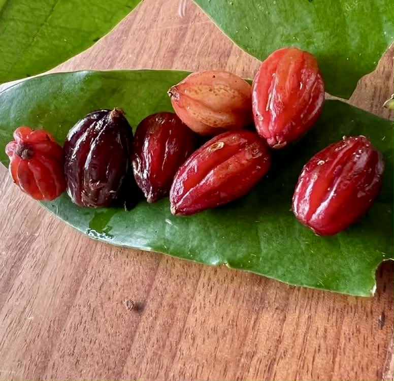 Pre Order - Eugenia sp Pitanguinha roxo escuro -  1 fresh seed / 1 frischer Samen