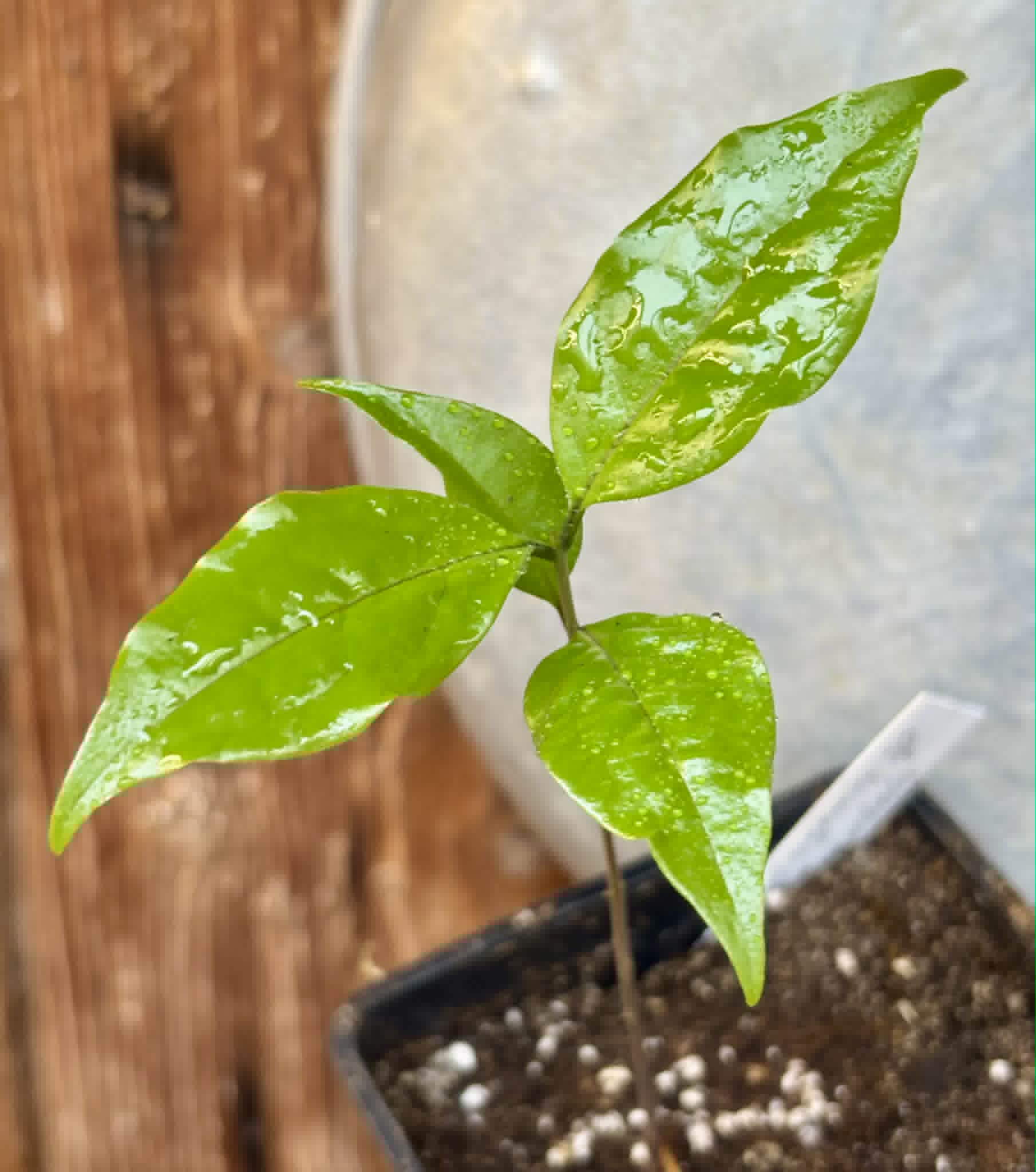 Eugenia sp Carambola - 1 potted seedling / 1 getopfter Sämling