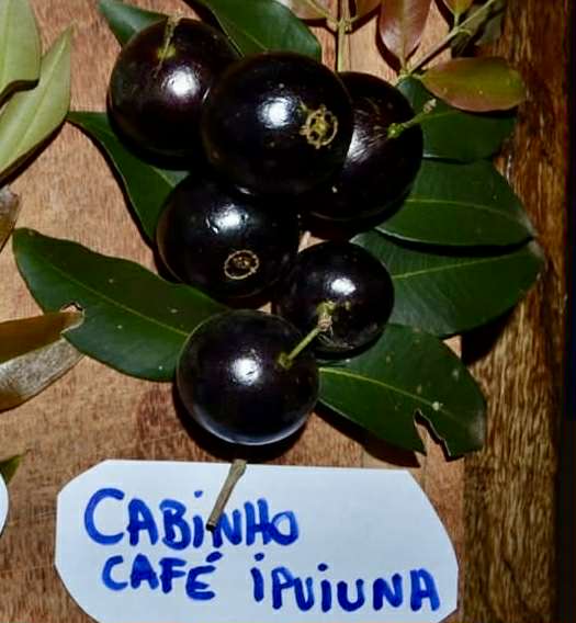 8+ years old - Jaboticaba Cabinho Café Ipuiúna (Plinia Trunciflora  var. Café Ipuiúna) - 1 potted plant / 1 getopfte Pflanze
