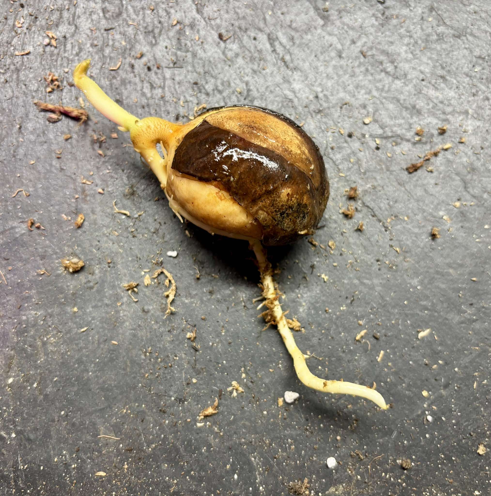 Pouteria aff. macrocarpa - 1 germinated seed / 1 gekeimter Samen