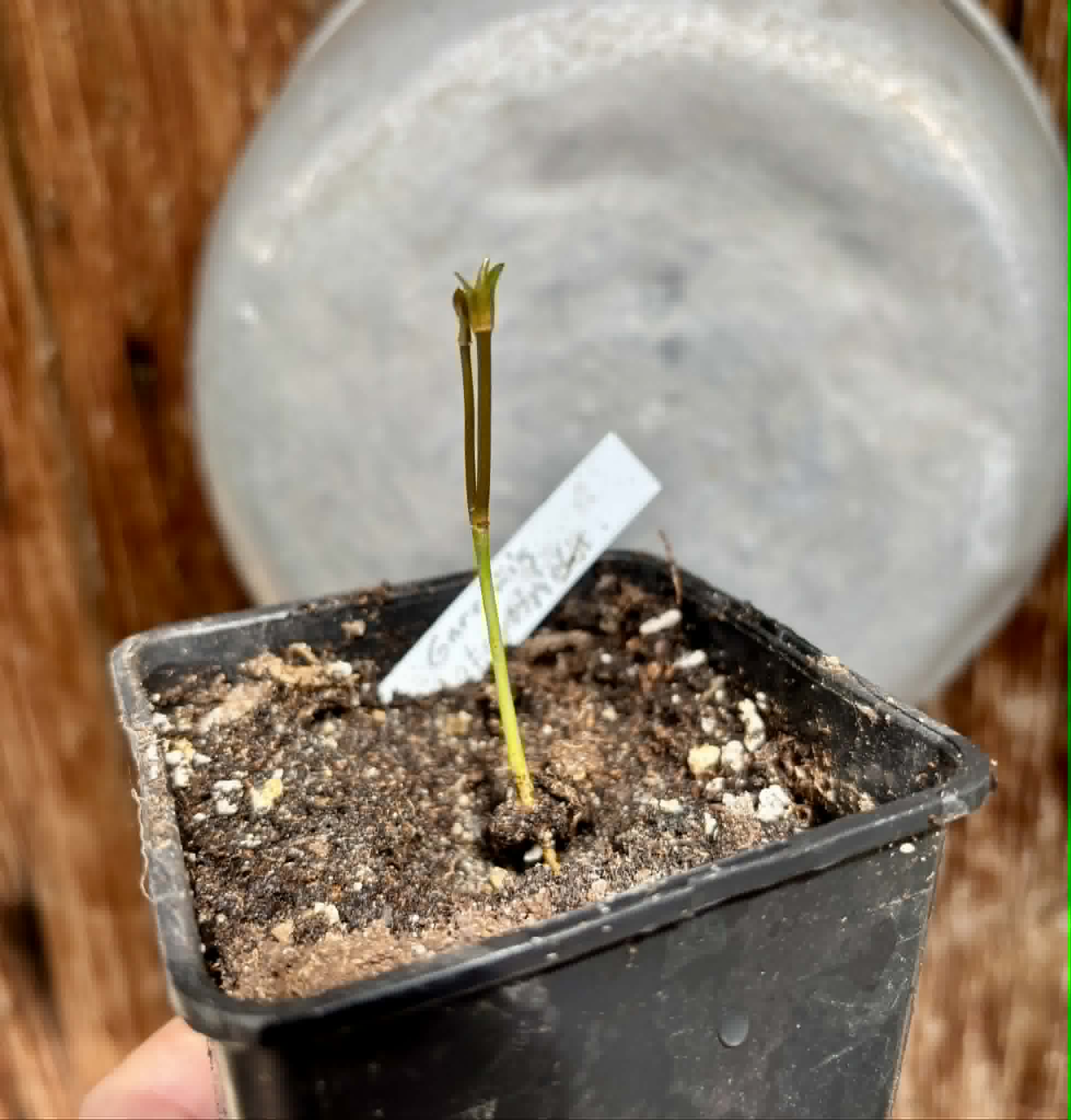 Garcinia atroviridis var ruby - 1 potted seedling / 1 getopfter Sämling