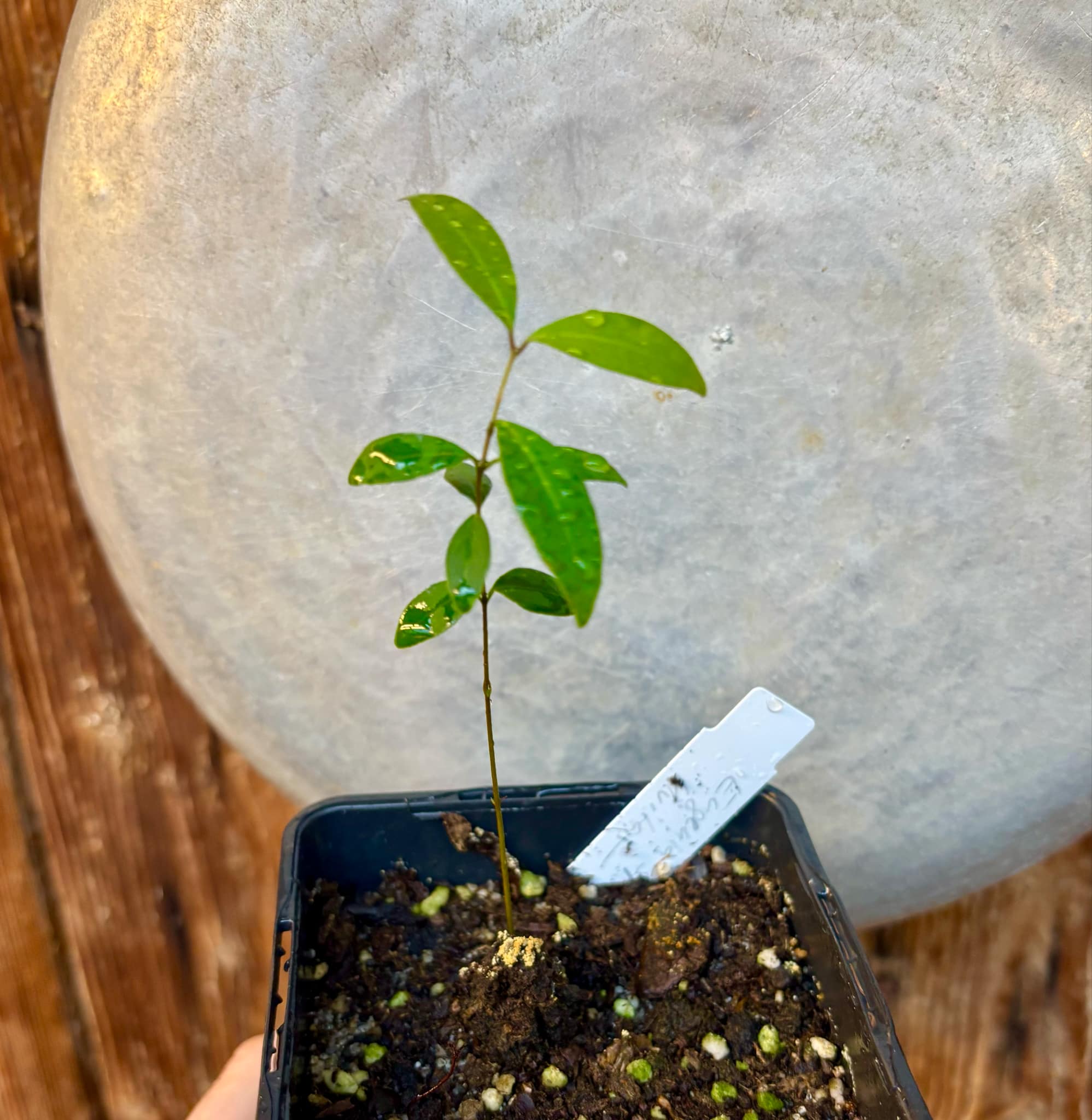 Eugenia sp Uvitas - 1 small potted seedling / 1 kleiner, getopfter Sämling Eugenia sp Uvitas - 1 small potted seedling / 1 kleiner, getopfter Sämling