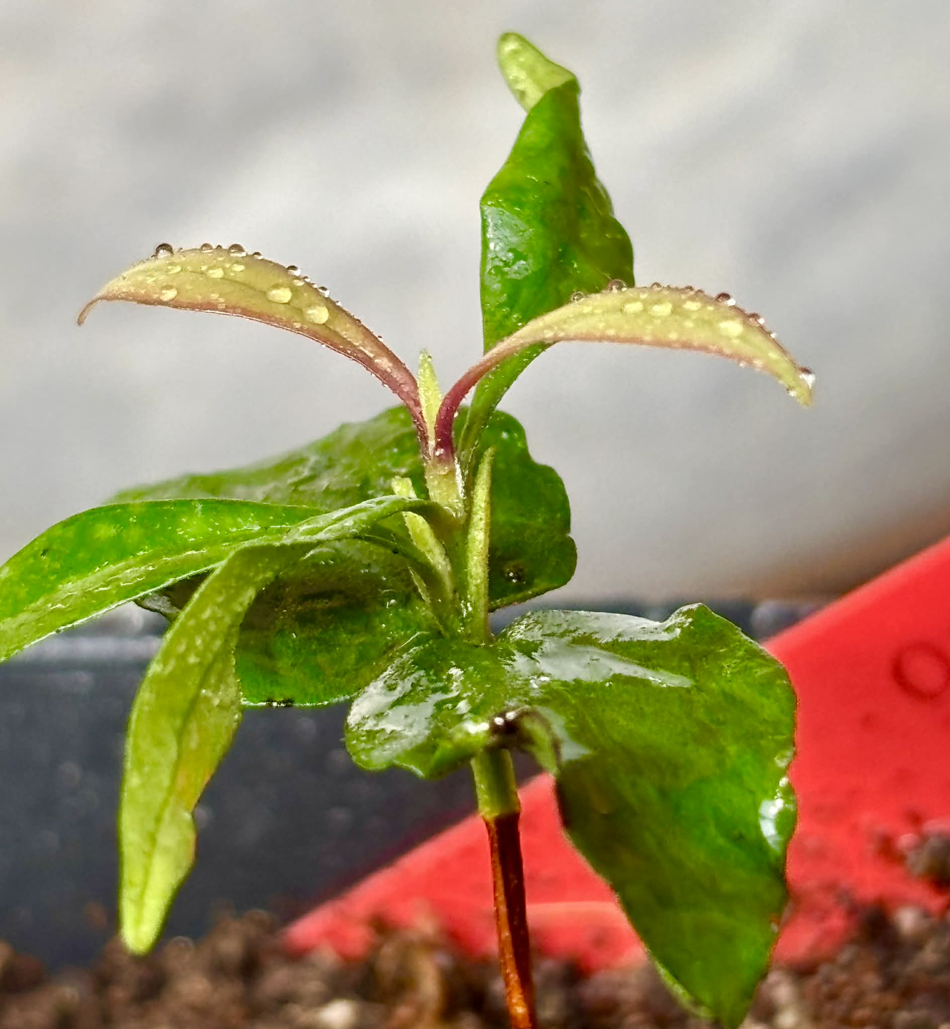 Myrcia sp Trancoso -  1 potted seedling / 1 getopfter Sämling
