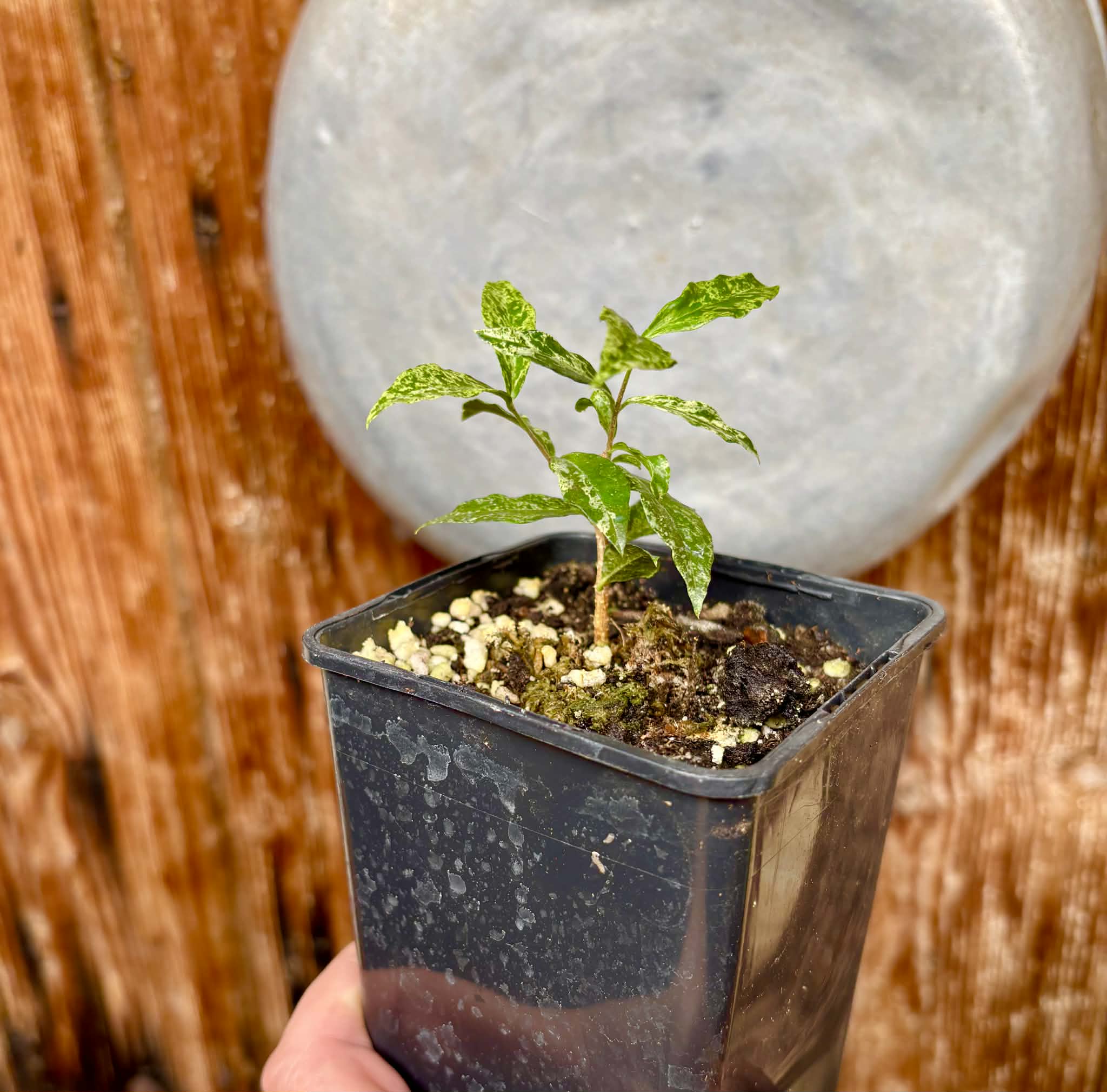 variegated Acerola (Malpighia glabra) rooted cutting - 1 potted rooted cutting / 1 getopfter, bewurzelter Steckling