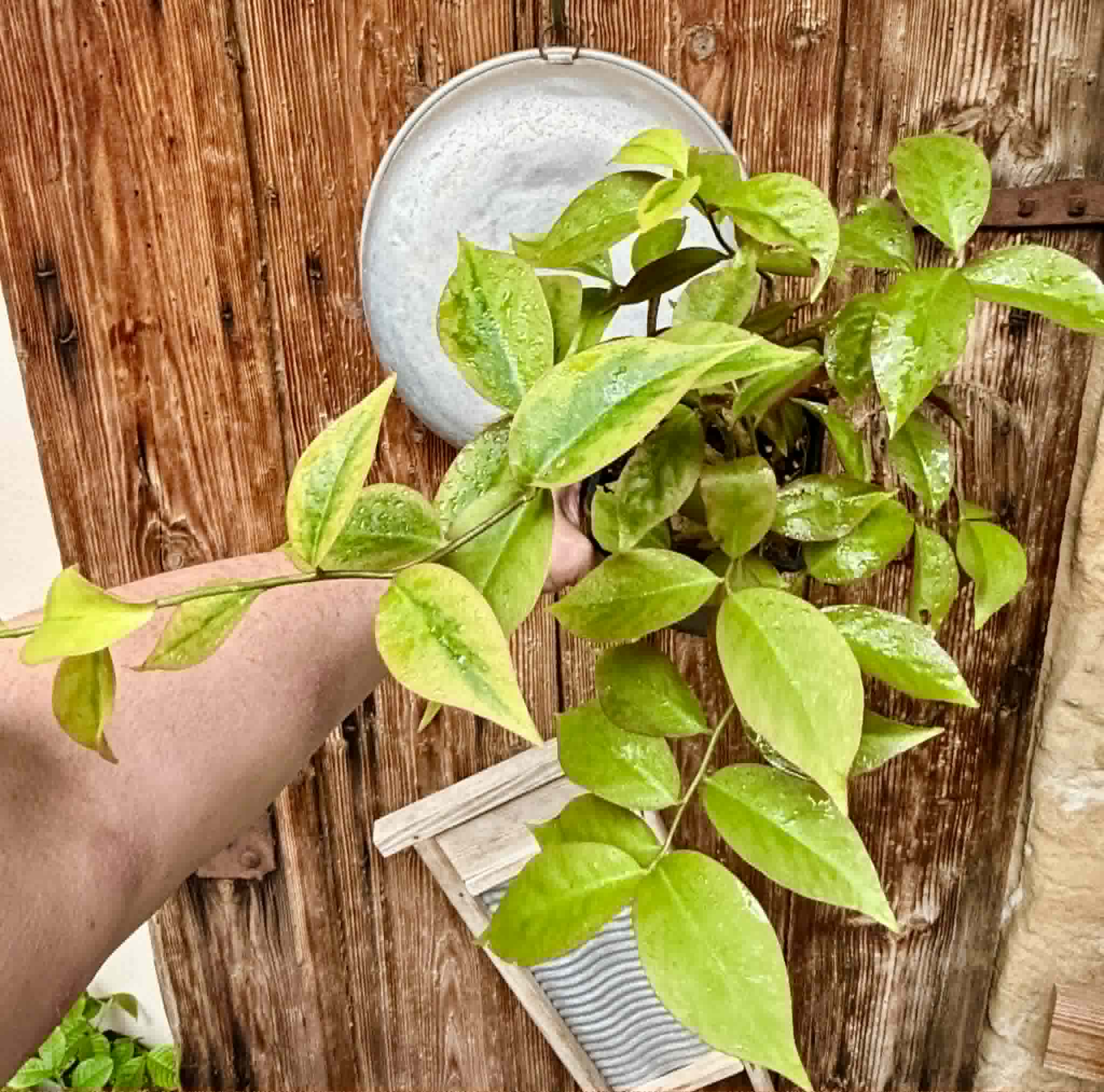 bigger plant - Variegata Barbados Gooseberry - (Pereskia aculeata) - 1 potted plant / 1 getopfte Pflanze