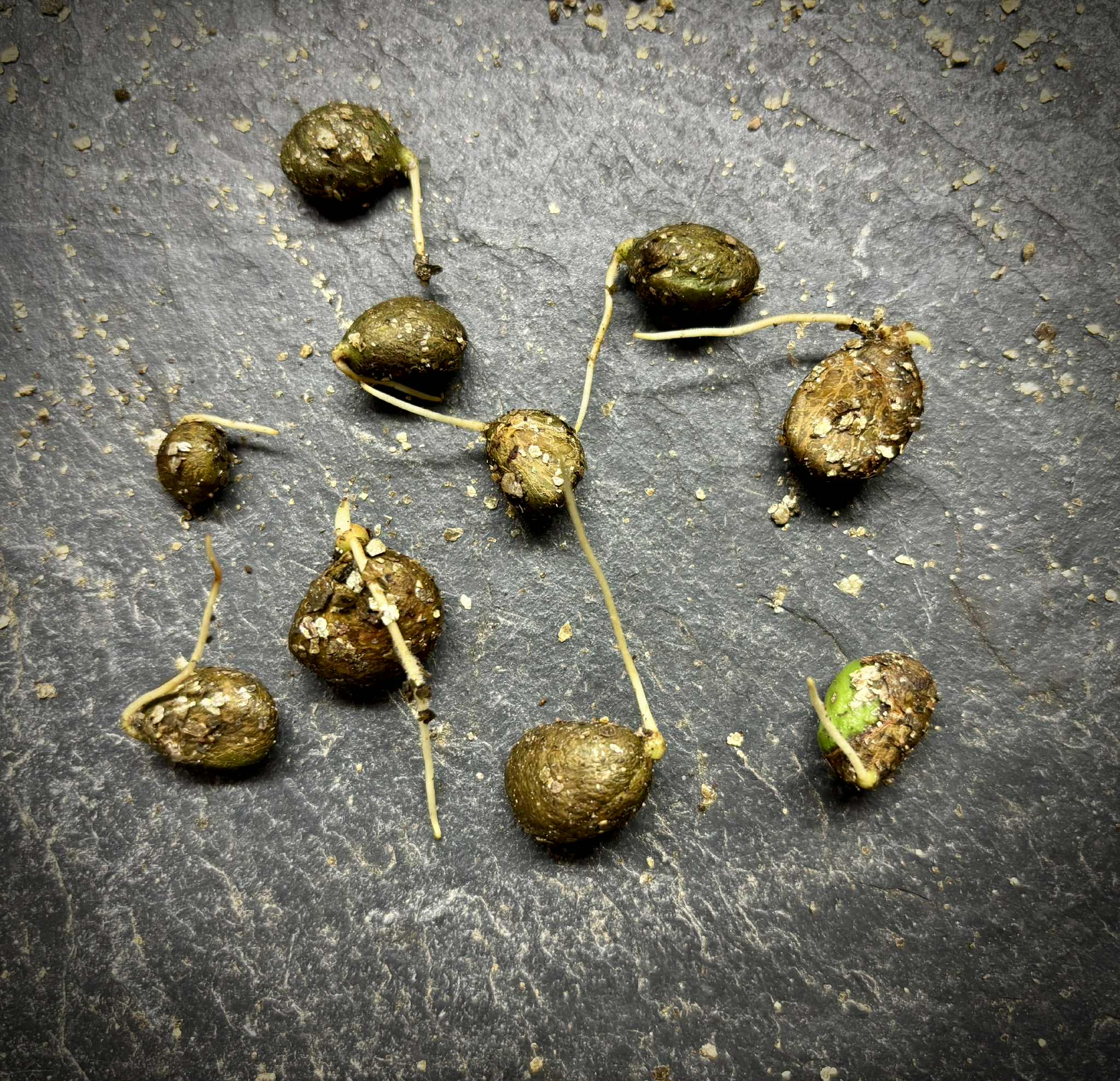 Eugenia zuccarini - 1 germinated seed / 1 gekeimter Samen