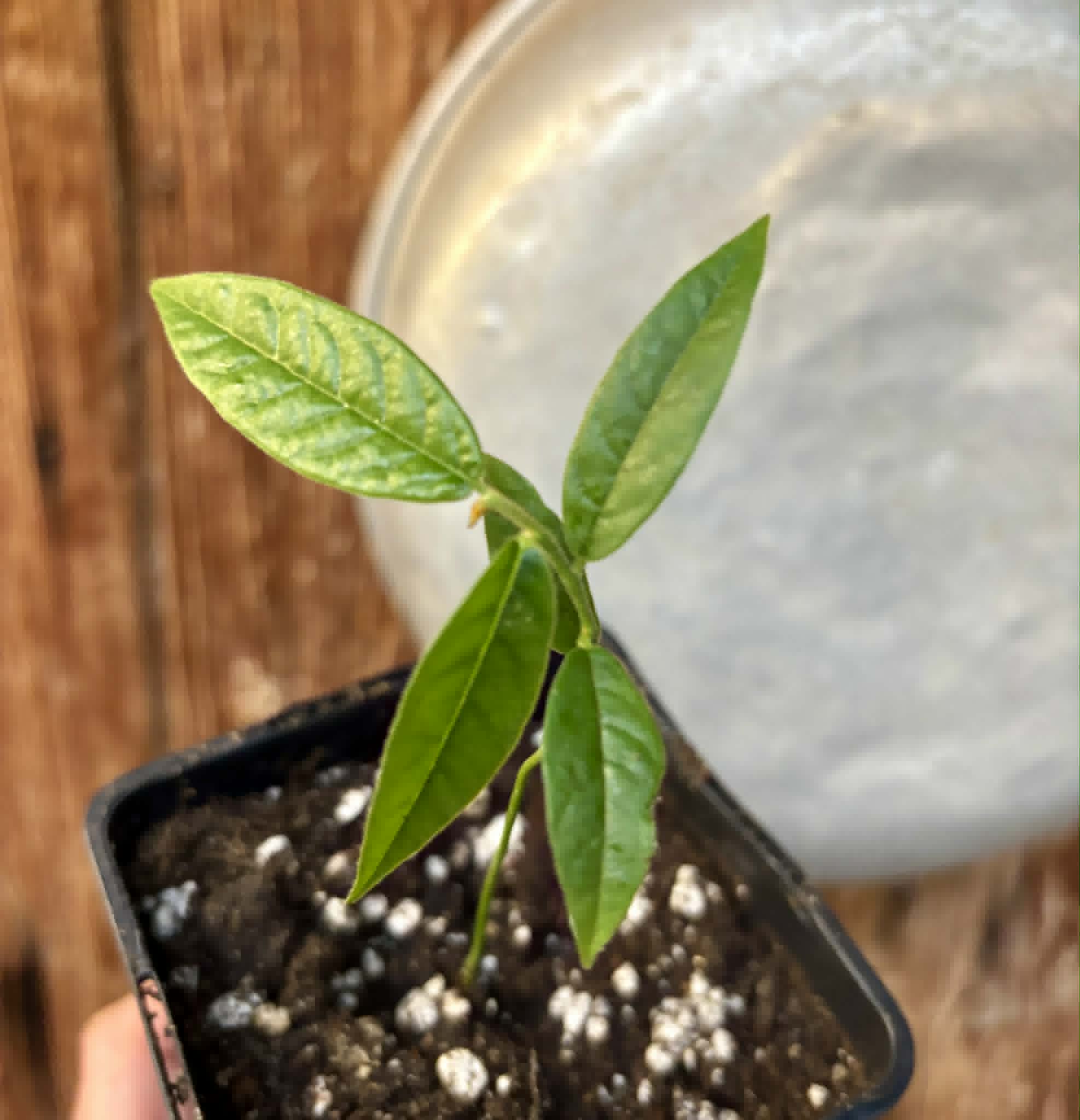 Uvaria hirsuta -  1 potted seedling / 1 getopfter Sämling