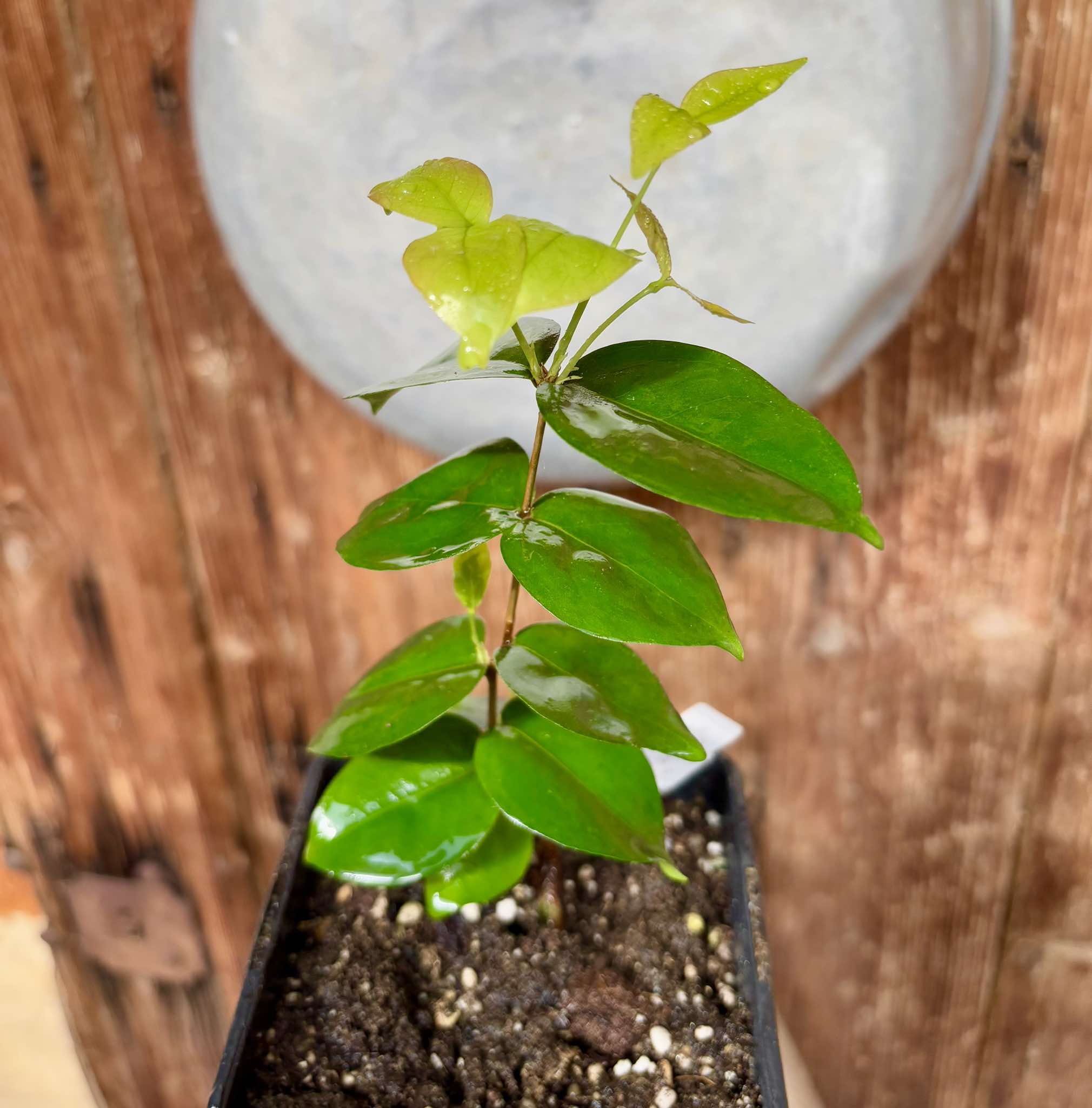 Eugenia sp Laranja Serralandia - 1 potted plant / 1 getopfte Pflanze