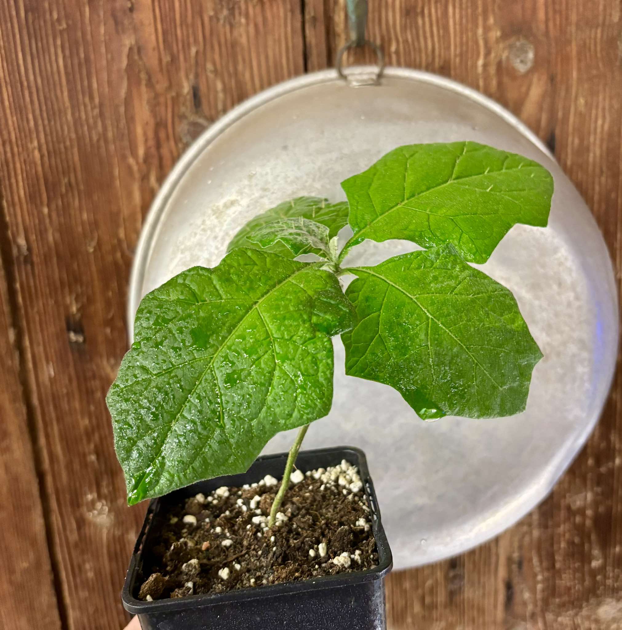 Juã-Açu - Solanum oocarpum - 1 potted plant / 1 getopfte Pflanze