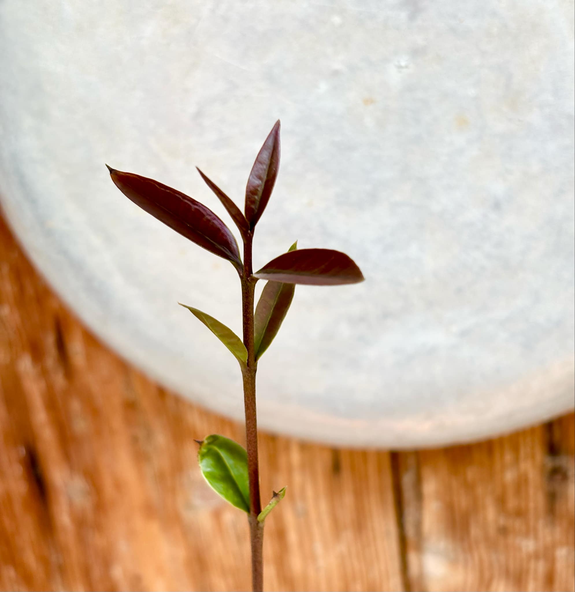 Eugenia sp BIG Maca-  1 small potted seedling / 1 kleiner, getopfter Sämling