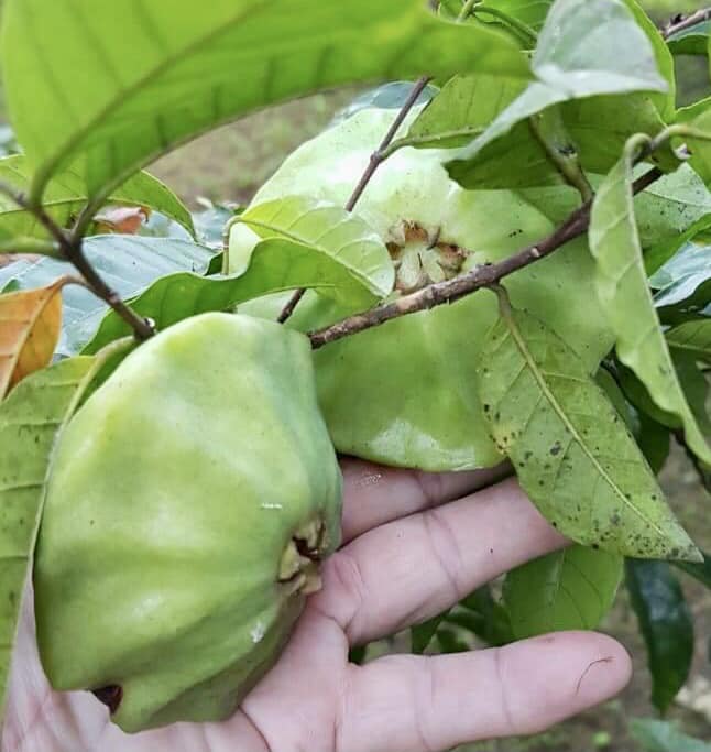 Campomanesia phaea - Flying Saucer Fruit - Cambuci  - 1  potted plant / 1 getopfte Pflanze