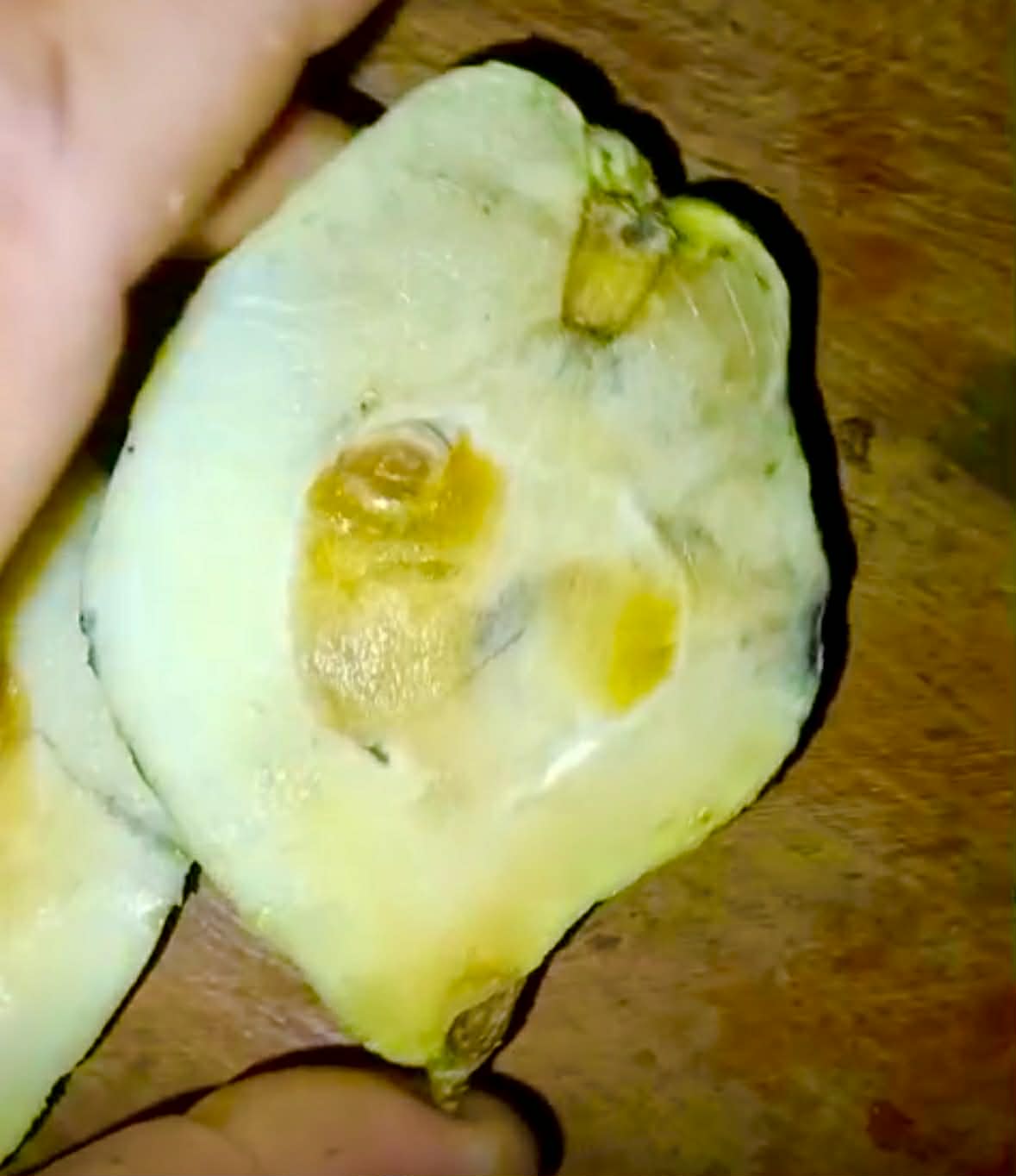 Pre Order - Mouriri trunciflora -  1 fresh seed / 1 frischer Samen