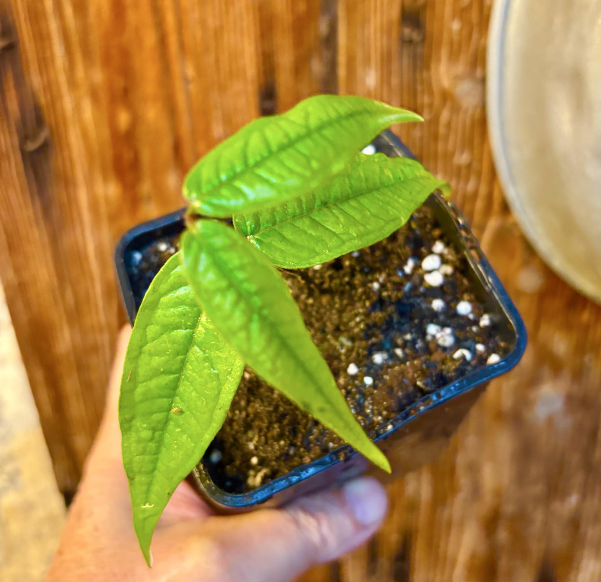 Plinia aureana "Branca Costada"  - 1 rooted, potted cutting / 1 bewurzelter, getopfter Steckling