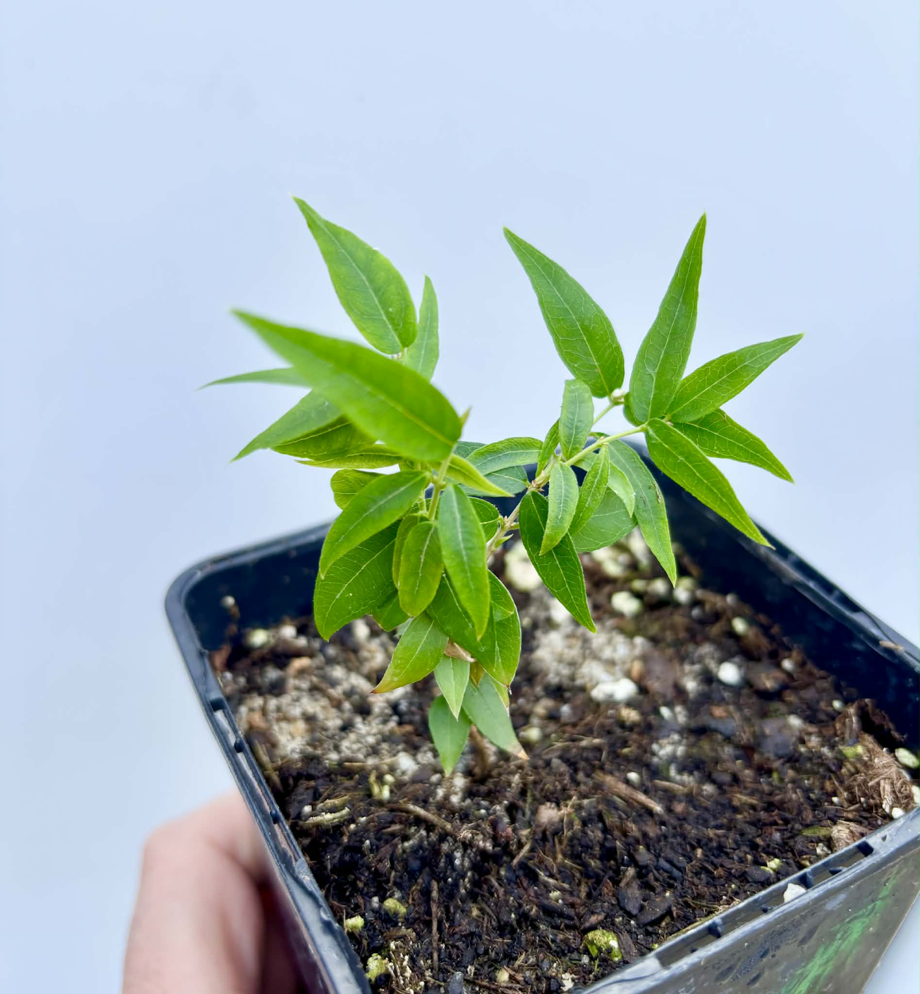 Plinia sp Lagoa black -  1 potted plant / 1 getopfte Pflanze
