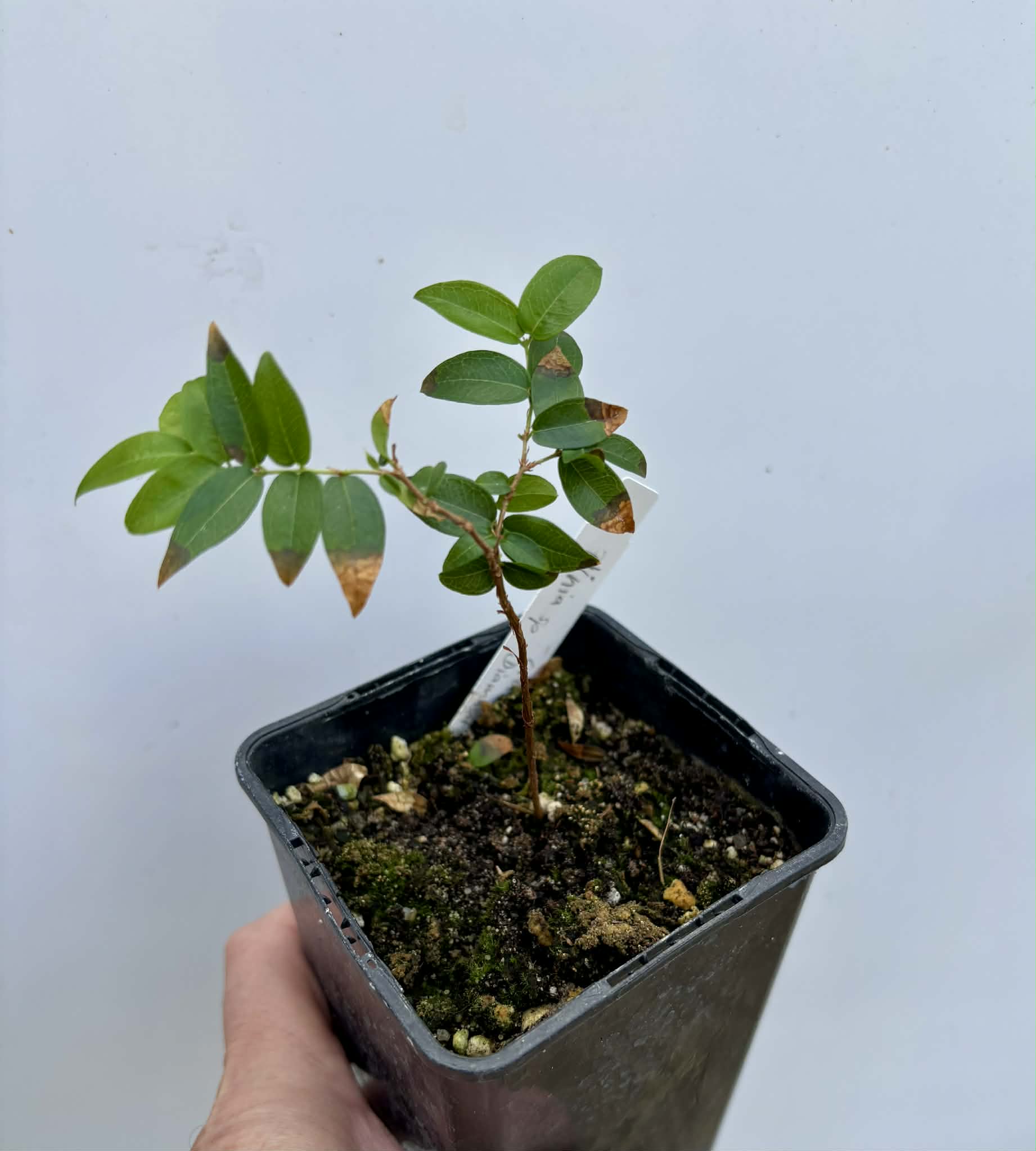 Plinia sp Cruz da Diamantina - 1 potted seedling / 1 getopfter Sämling